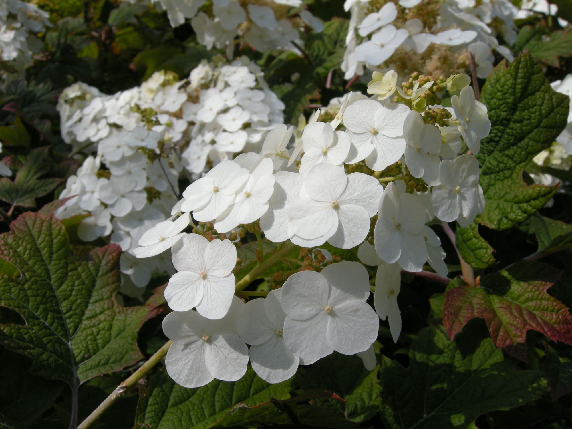 Image of Hydrangea quercifolia 'Snow Flake'