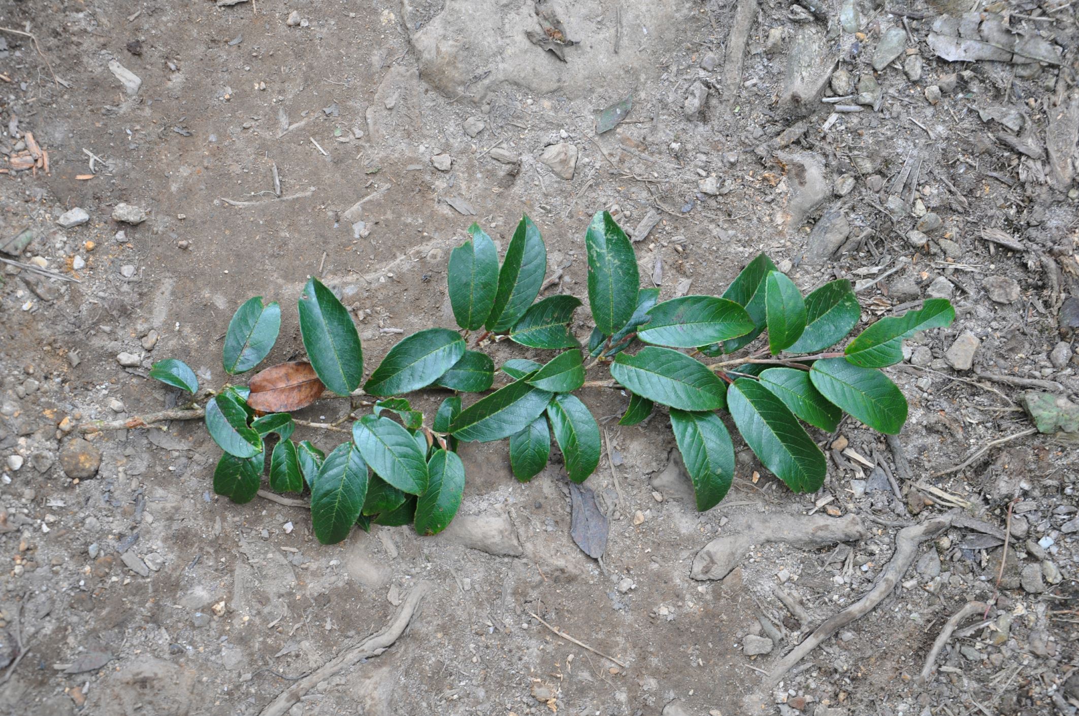 Image of Pyrenaria sp.