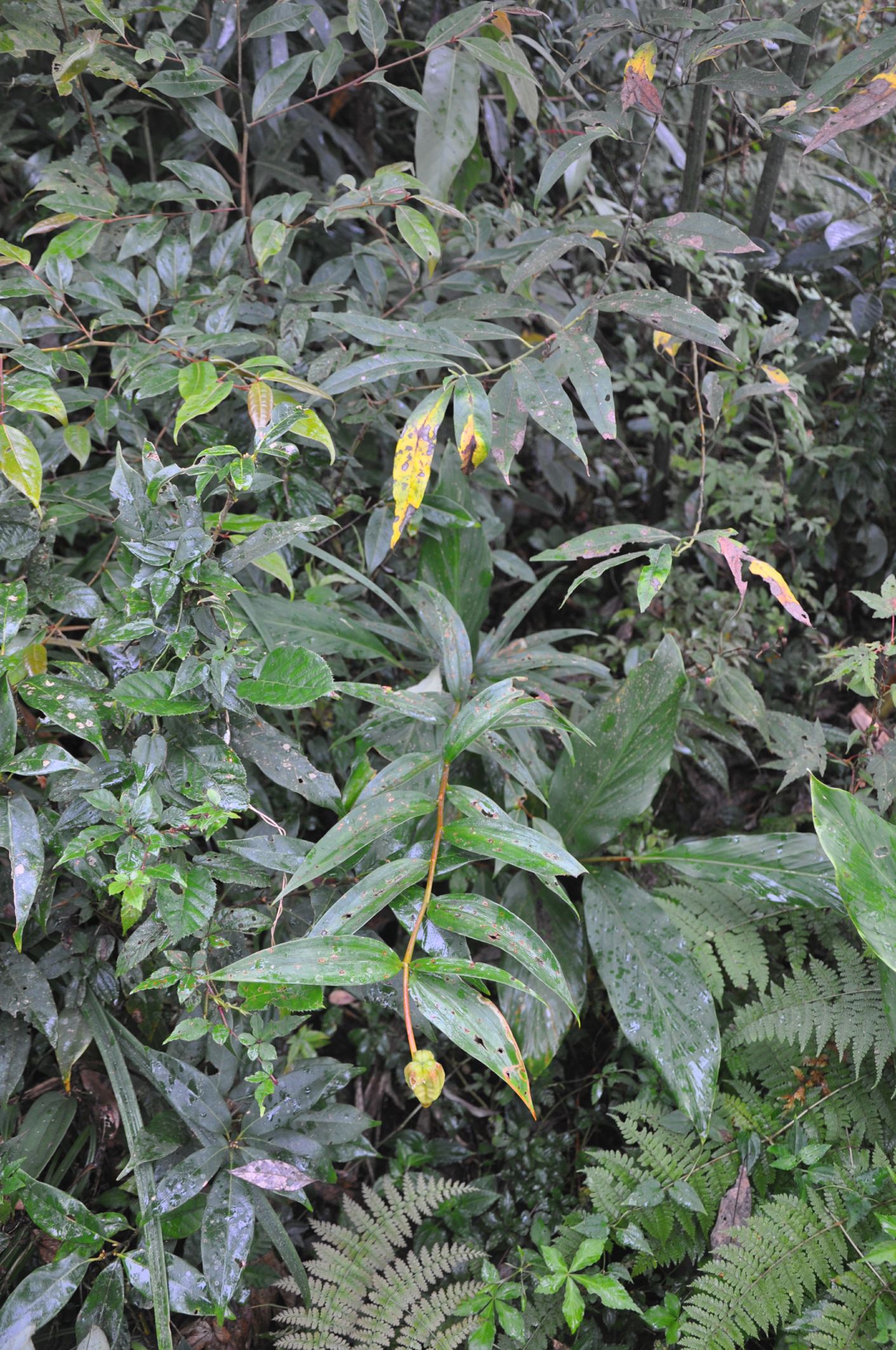 Image of Lilium sp.