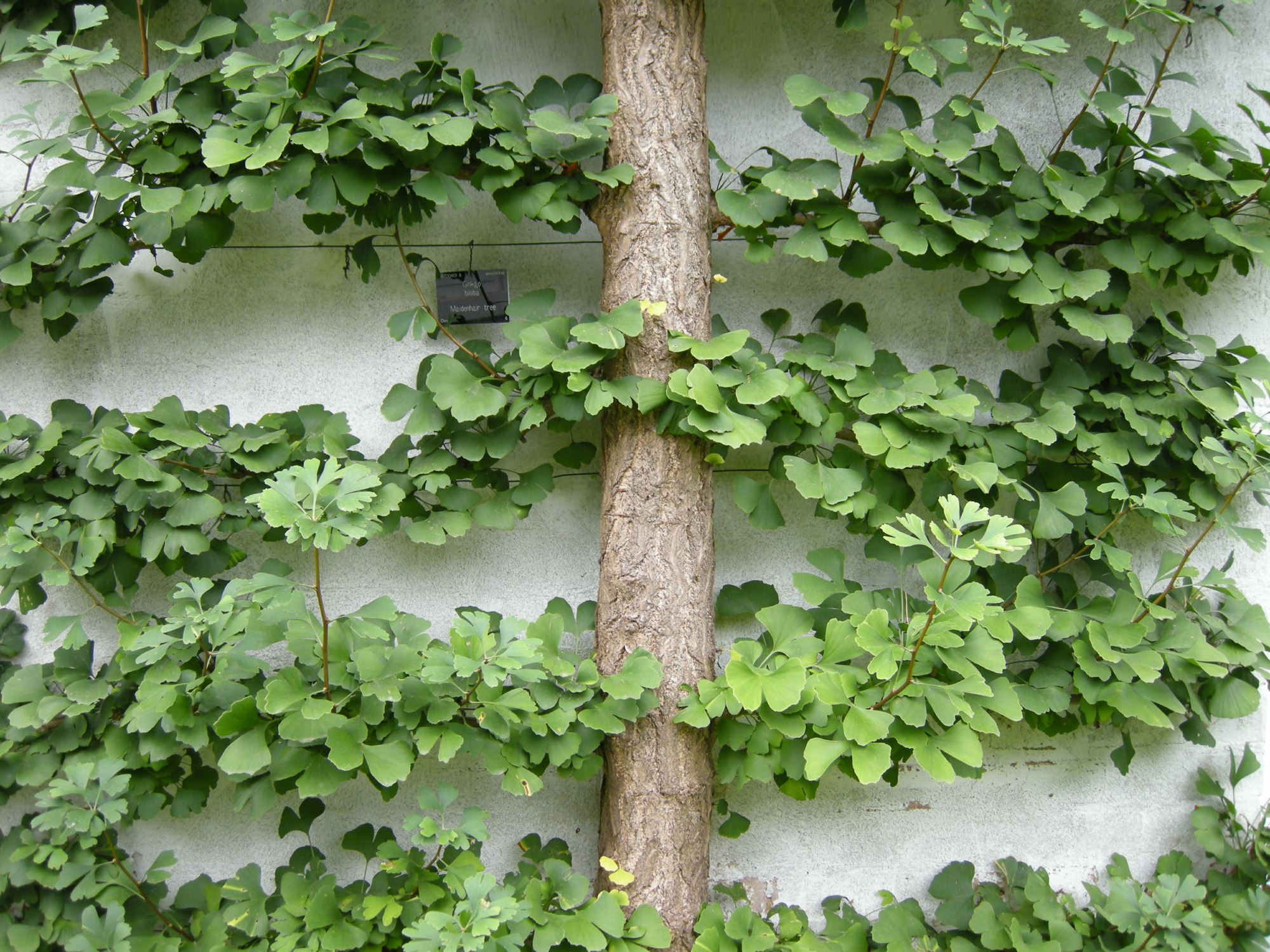 Image of Ginkgo biloba