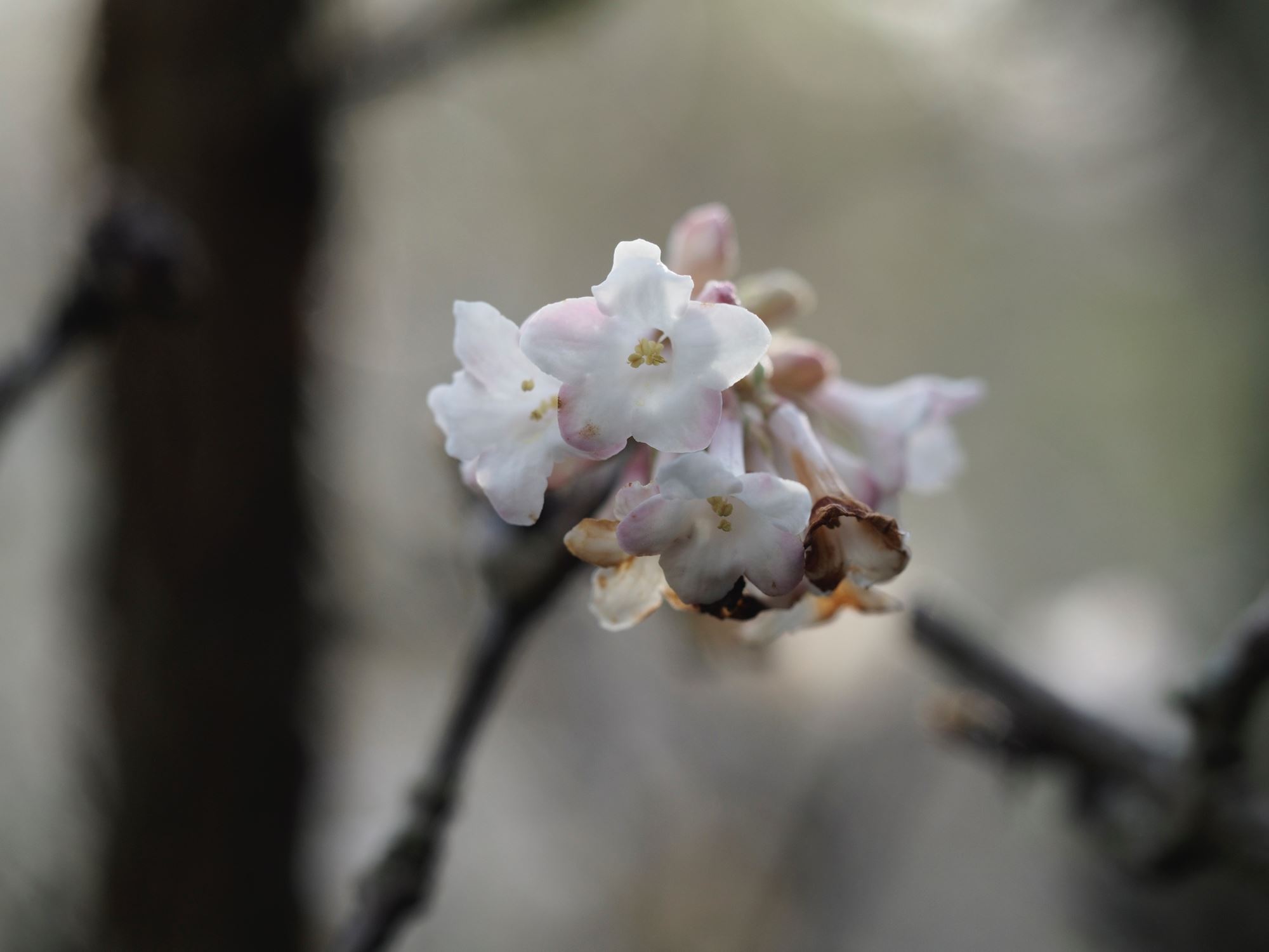 Image of Viburnum Ã— bodnantense 'Deben'