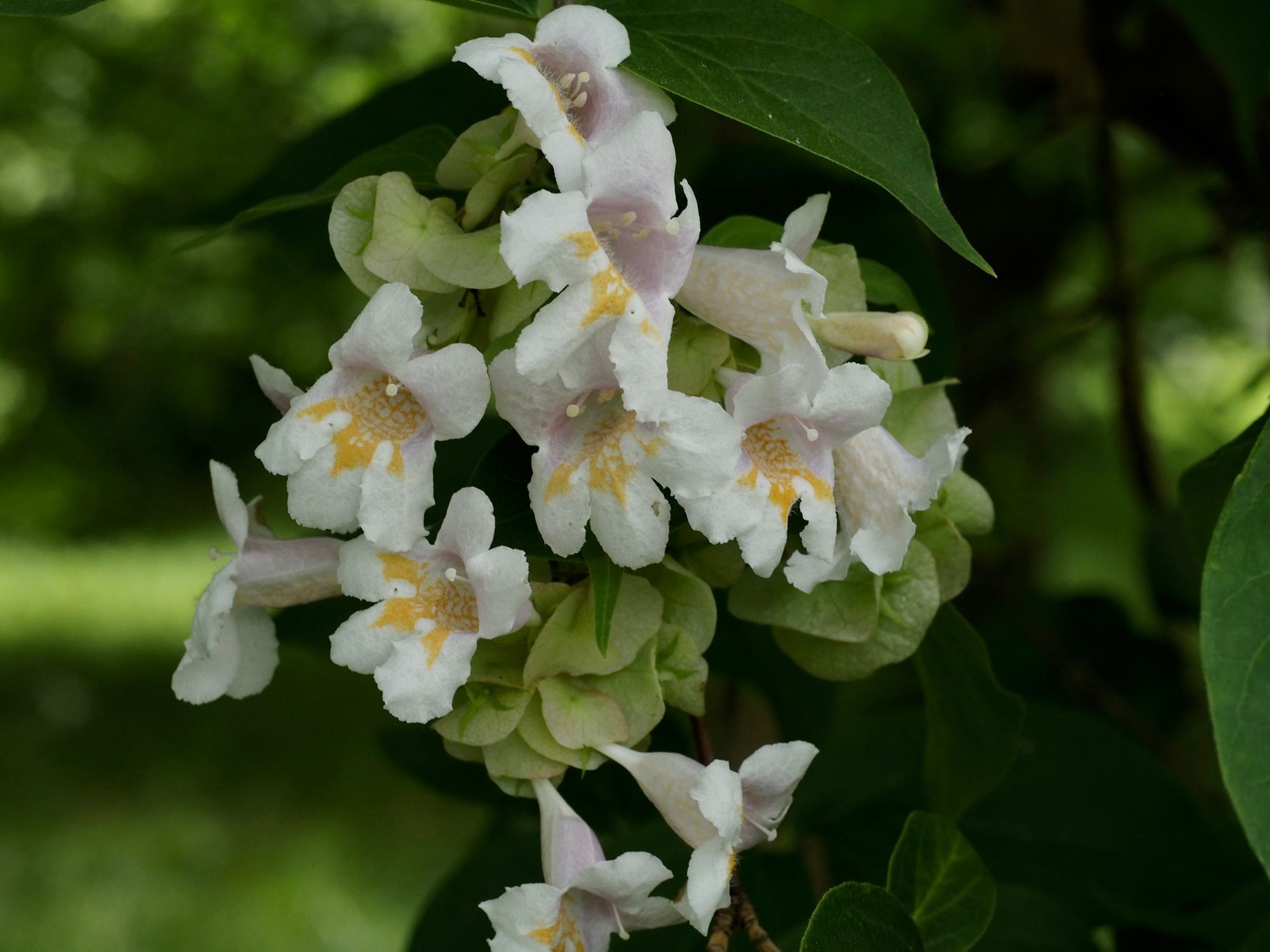 Image of Linnaea dipelta