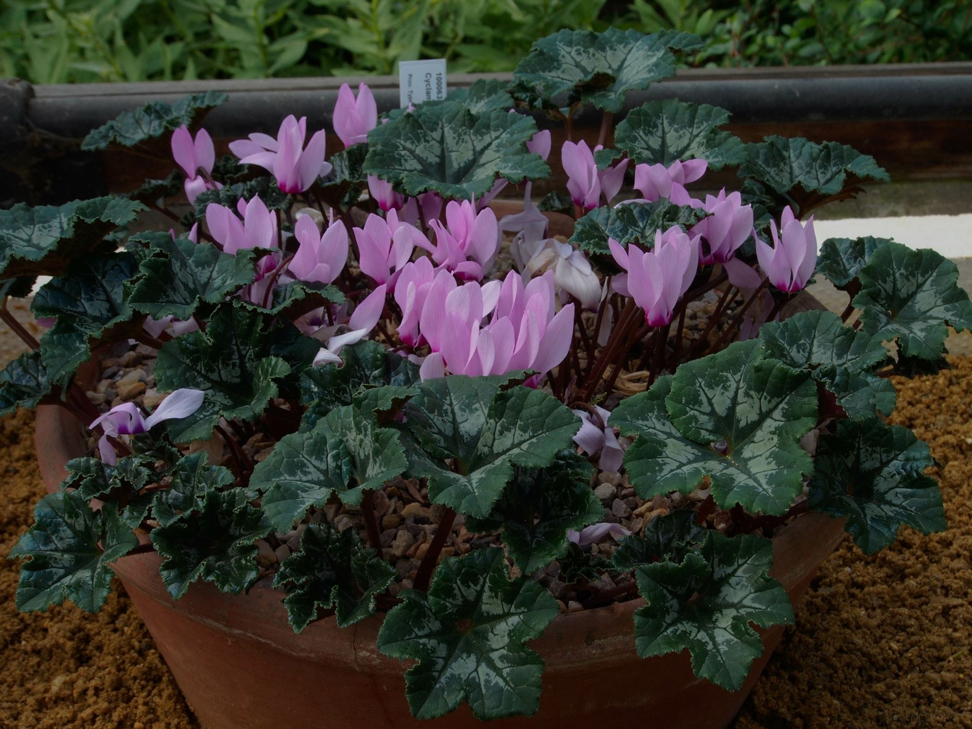 Image of Cyclamen rohlfsianum