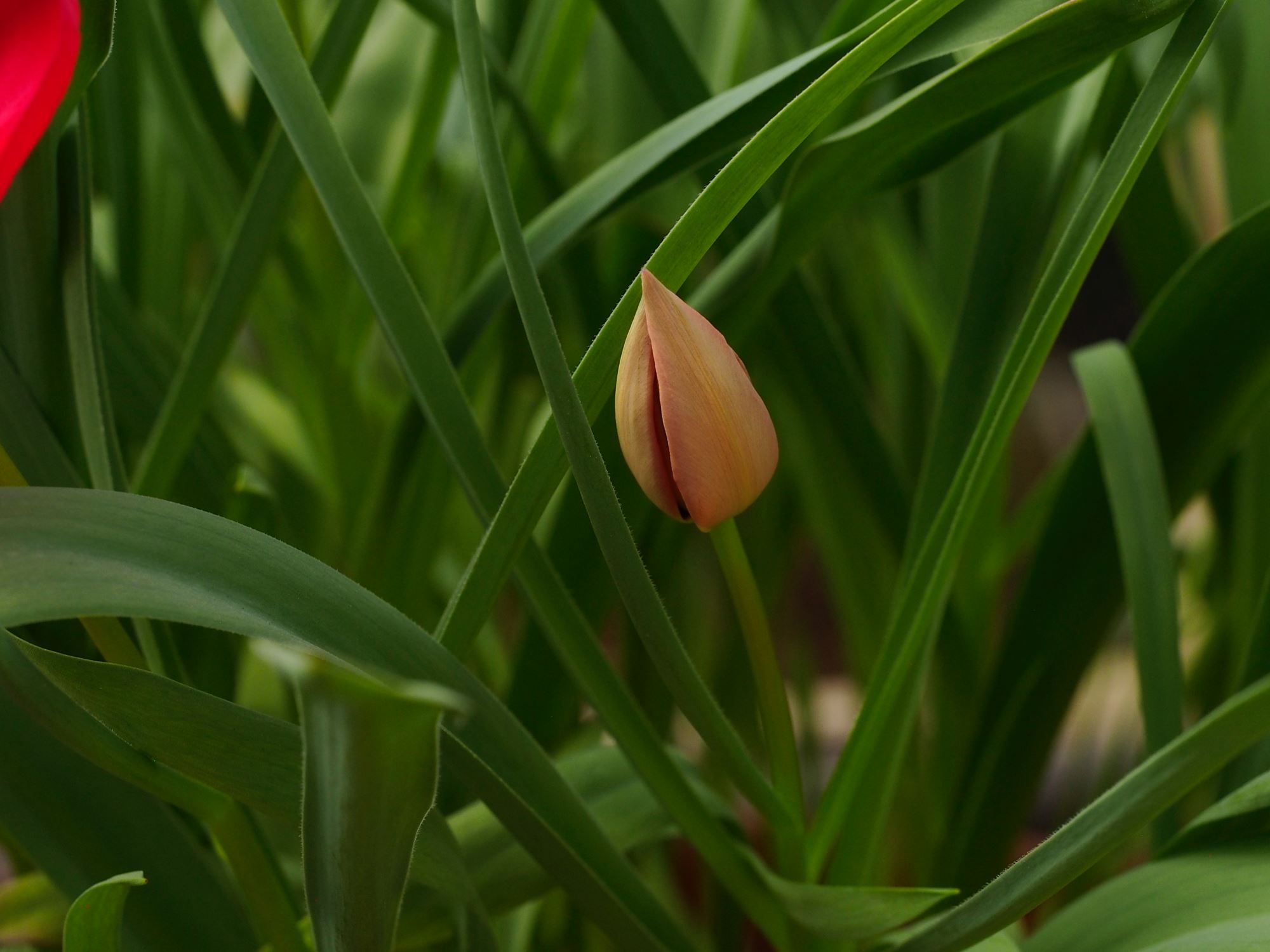Image of Tulipa stapfii