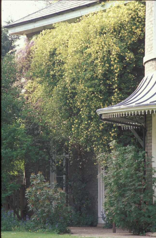 Image of Rosa banksiae 'Lutea'