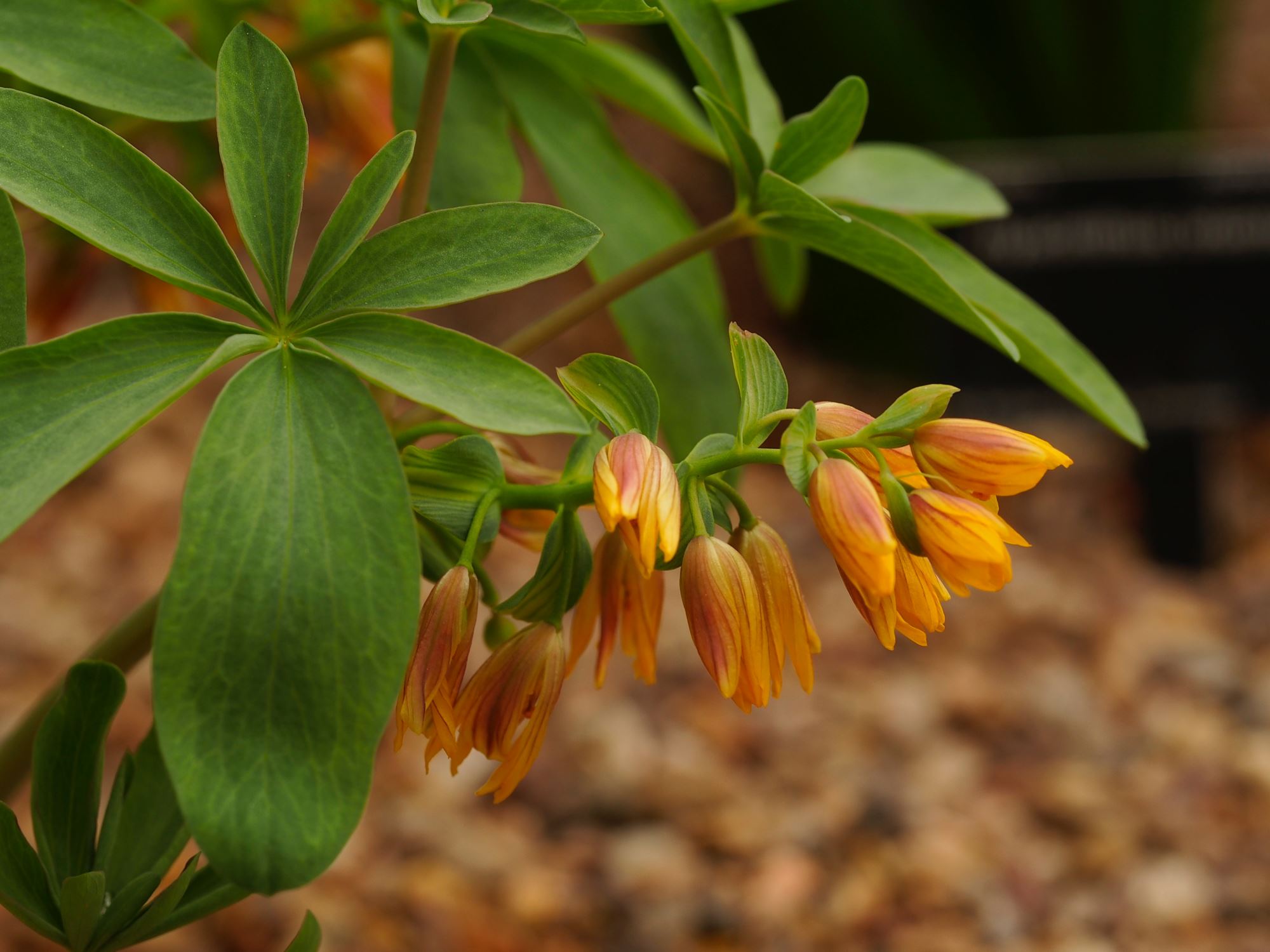 Image of Gymnospermium albertii