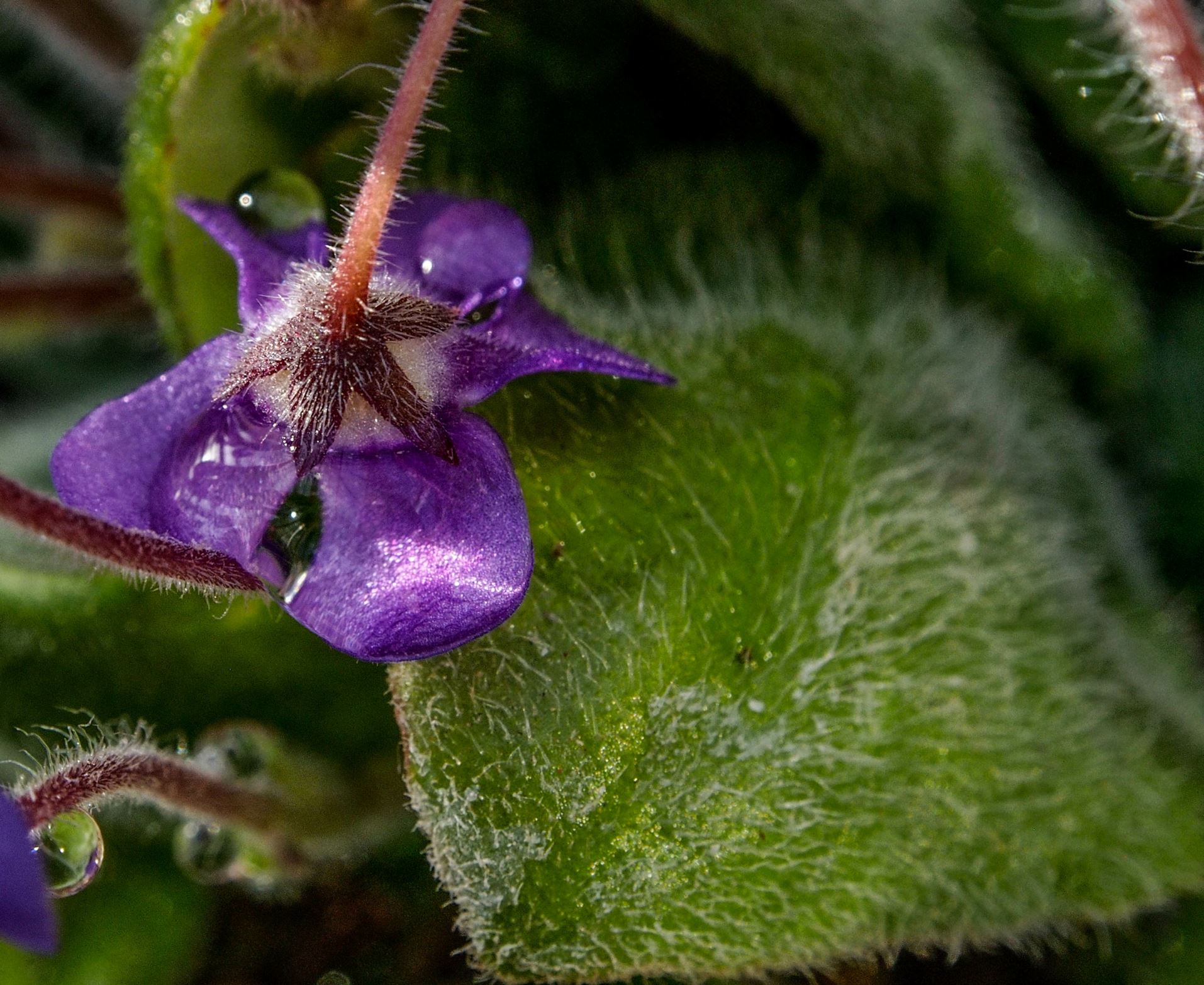 Image of Petrocosmea flaccida