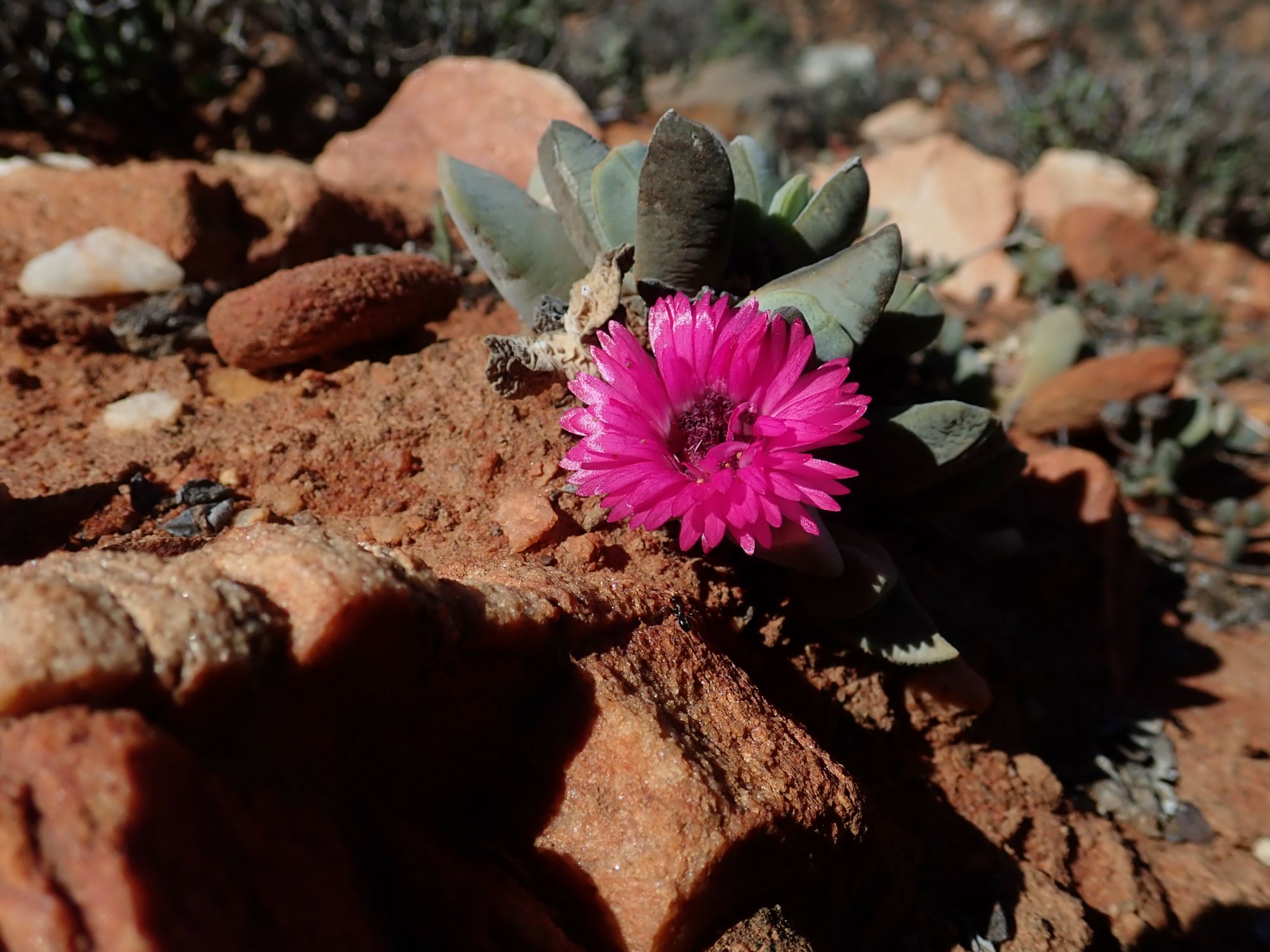 Image of Cheiridopsis purpurea