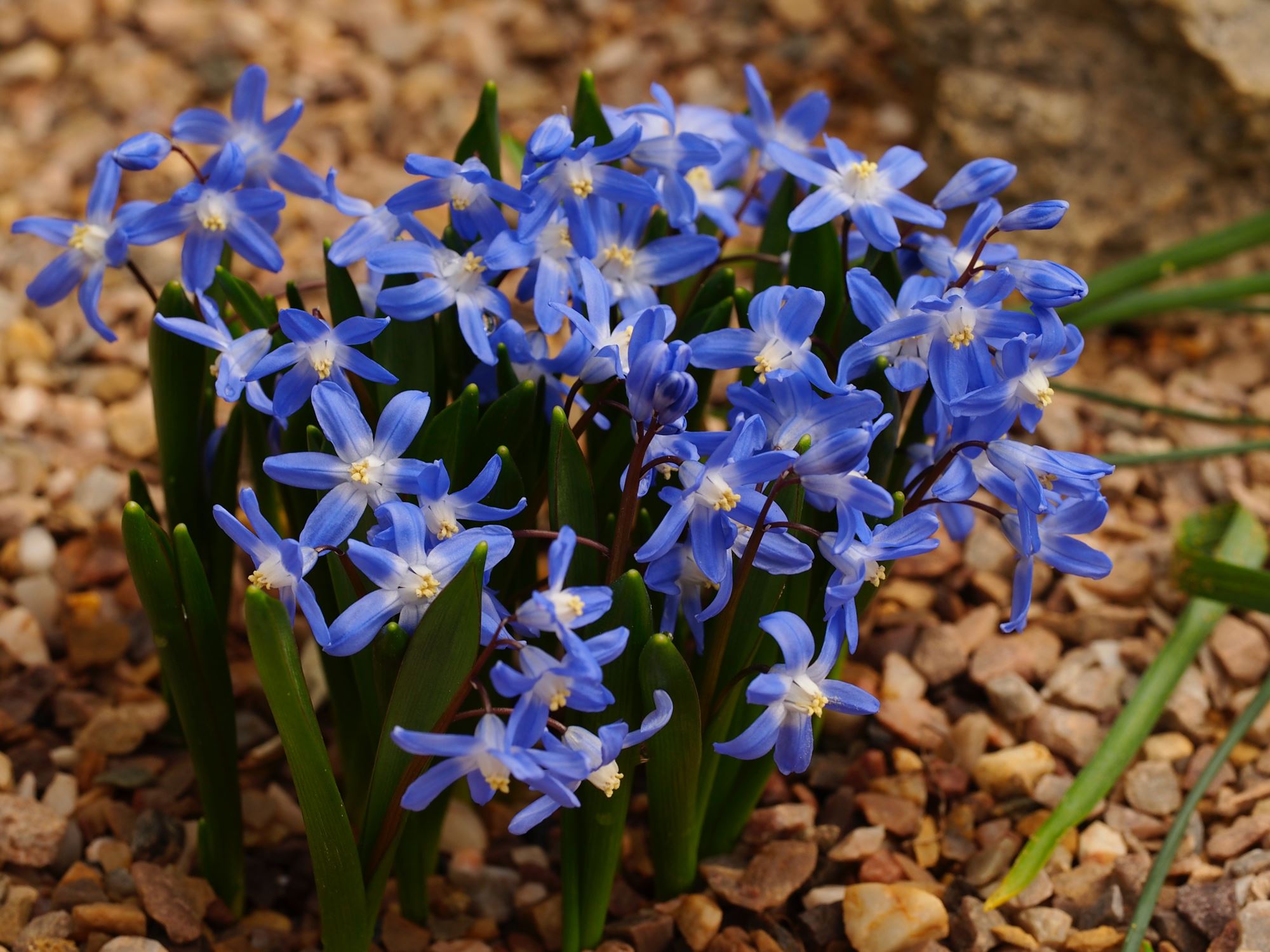 Image of Scilla forbesii 'Tmoli'