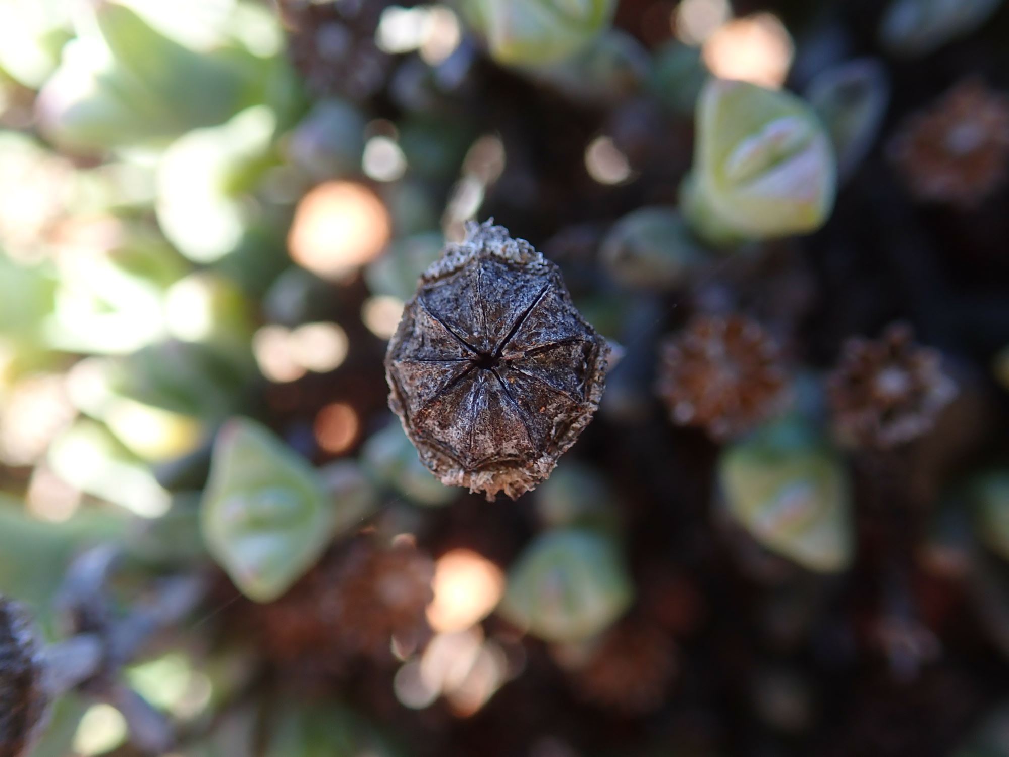 Image of Leipoldtia sp.