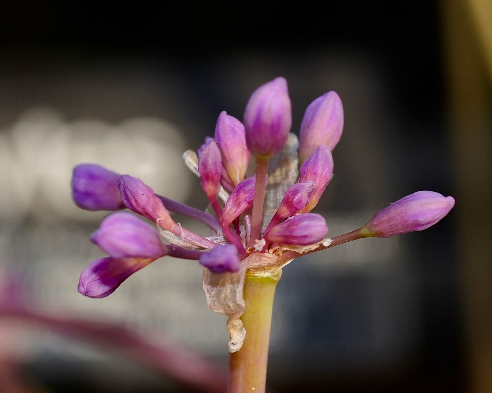Image of Tulbaghia simmleri