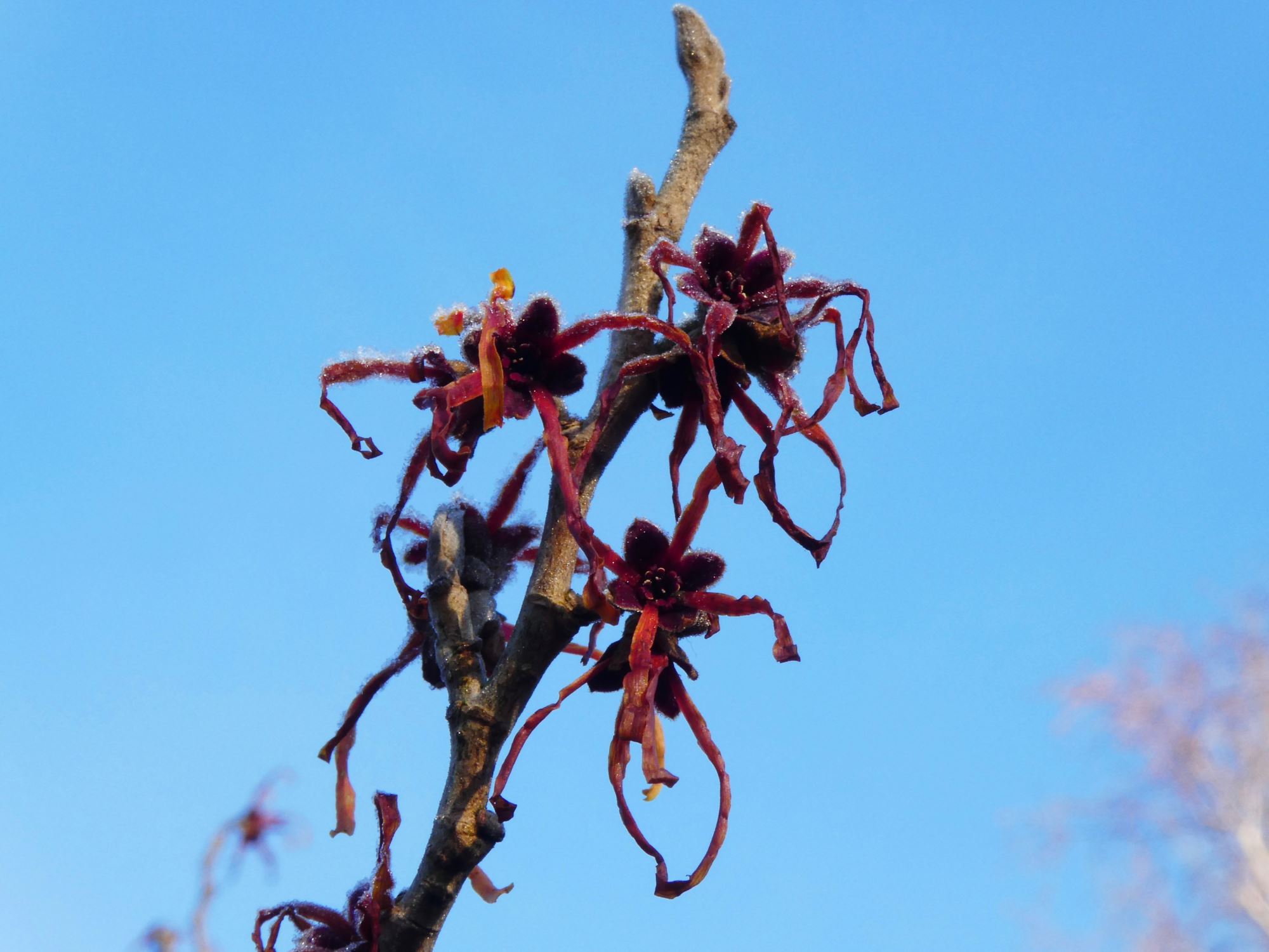 Image of Hamamelis Ã— intermedia 'Jelena'