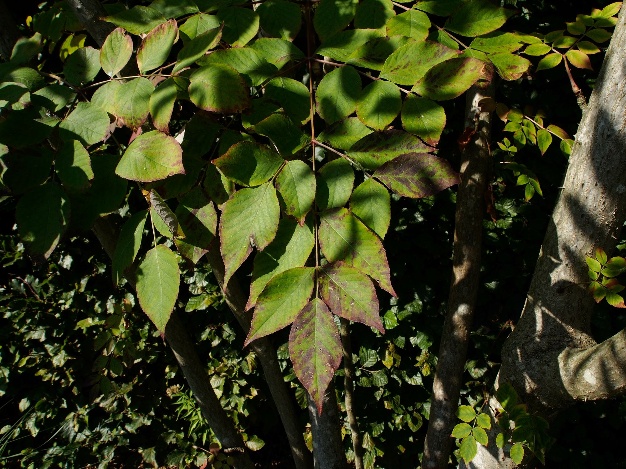 Image of Aralia elata