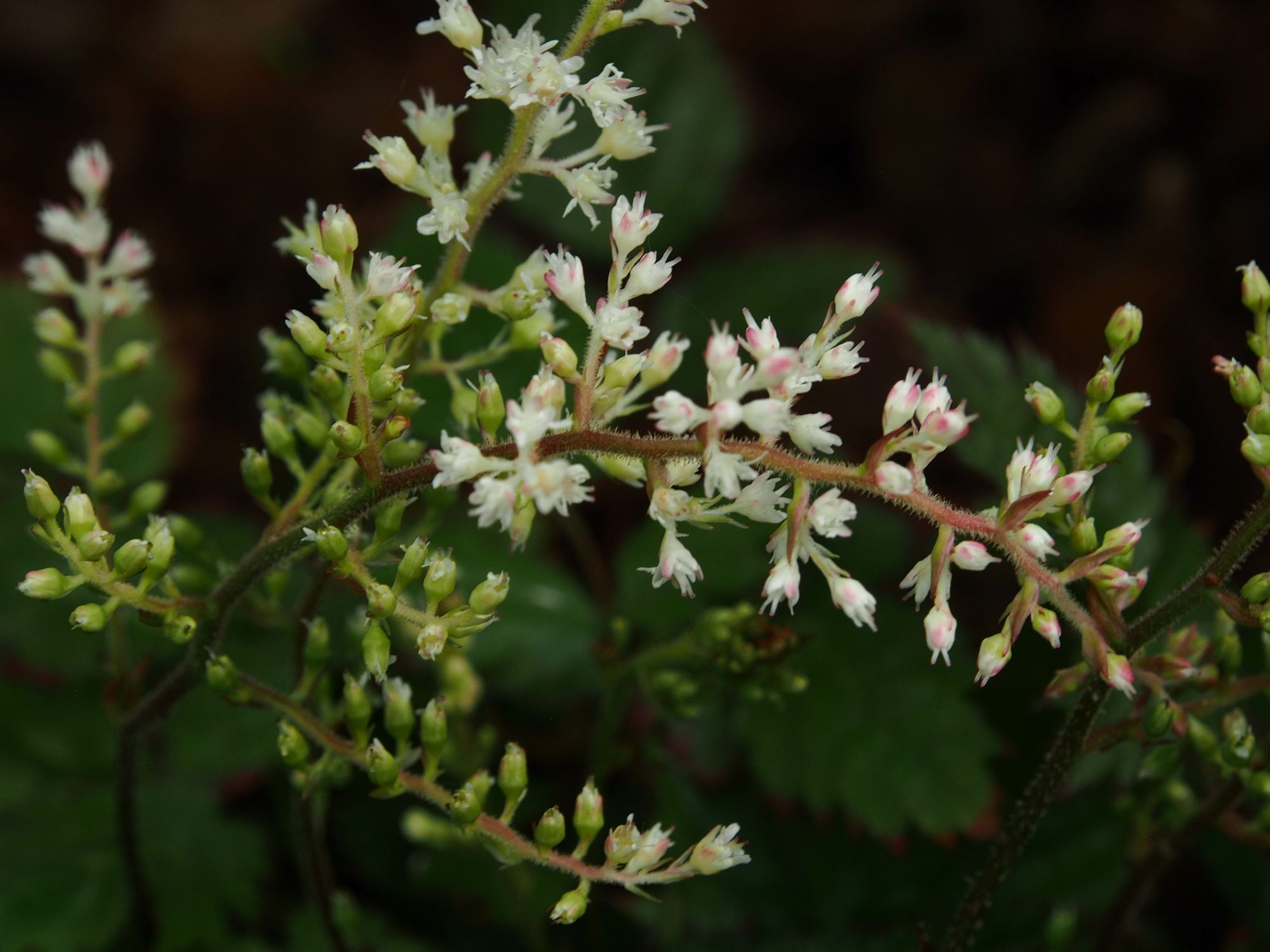 Image of Astilbe Ã— crispa
