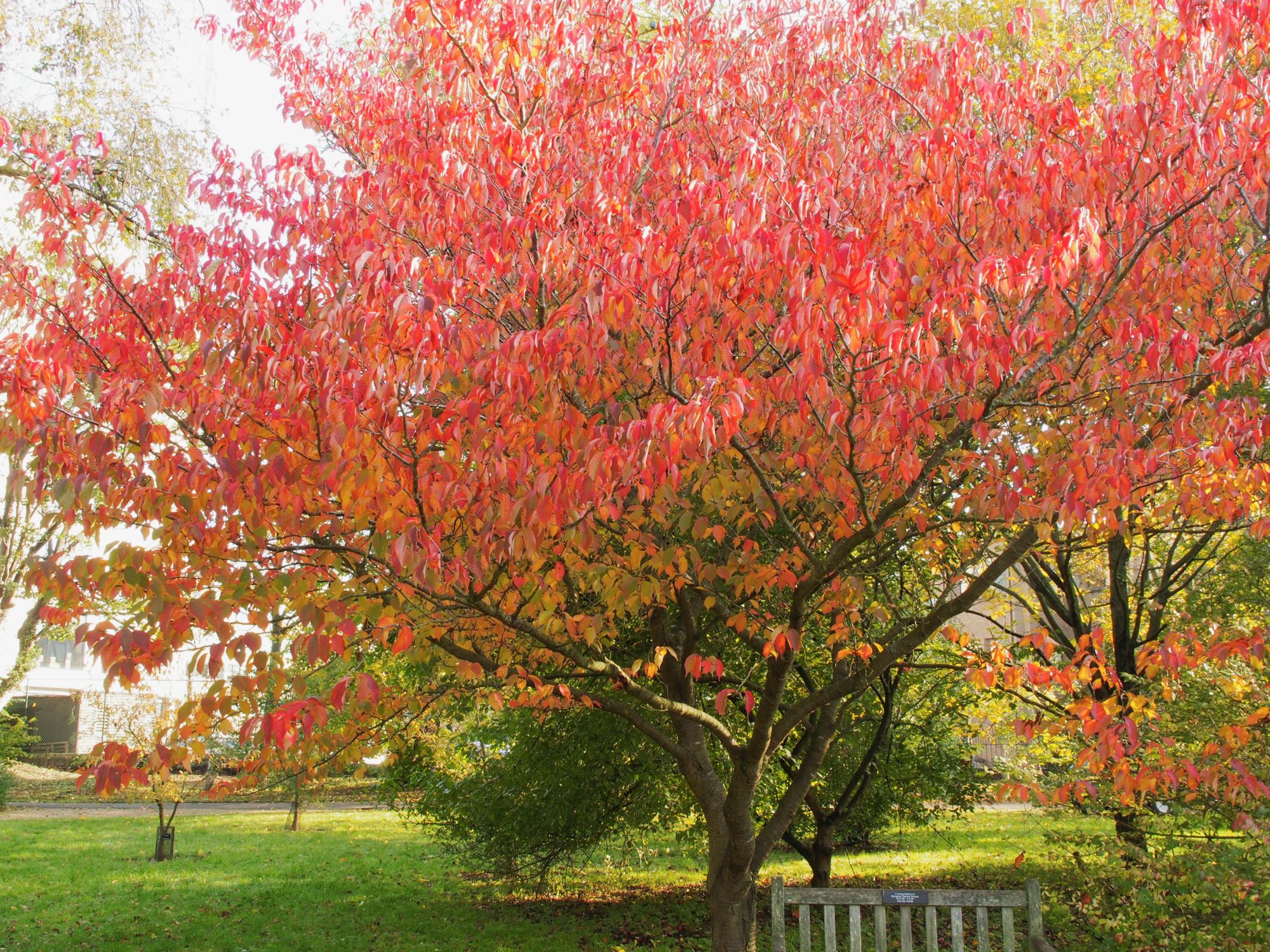 Image of Prunus serrulata var. tomentella