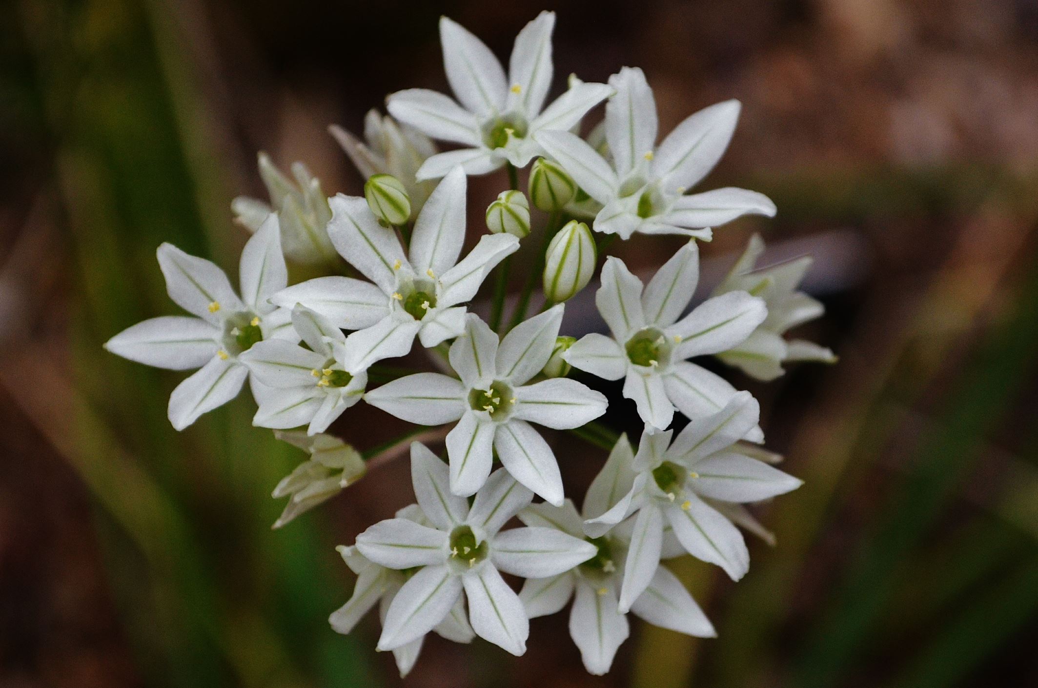 Image of Triteleia hyacinthina