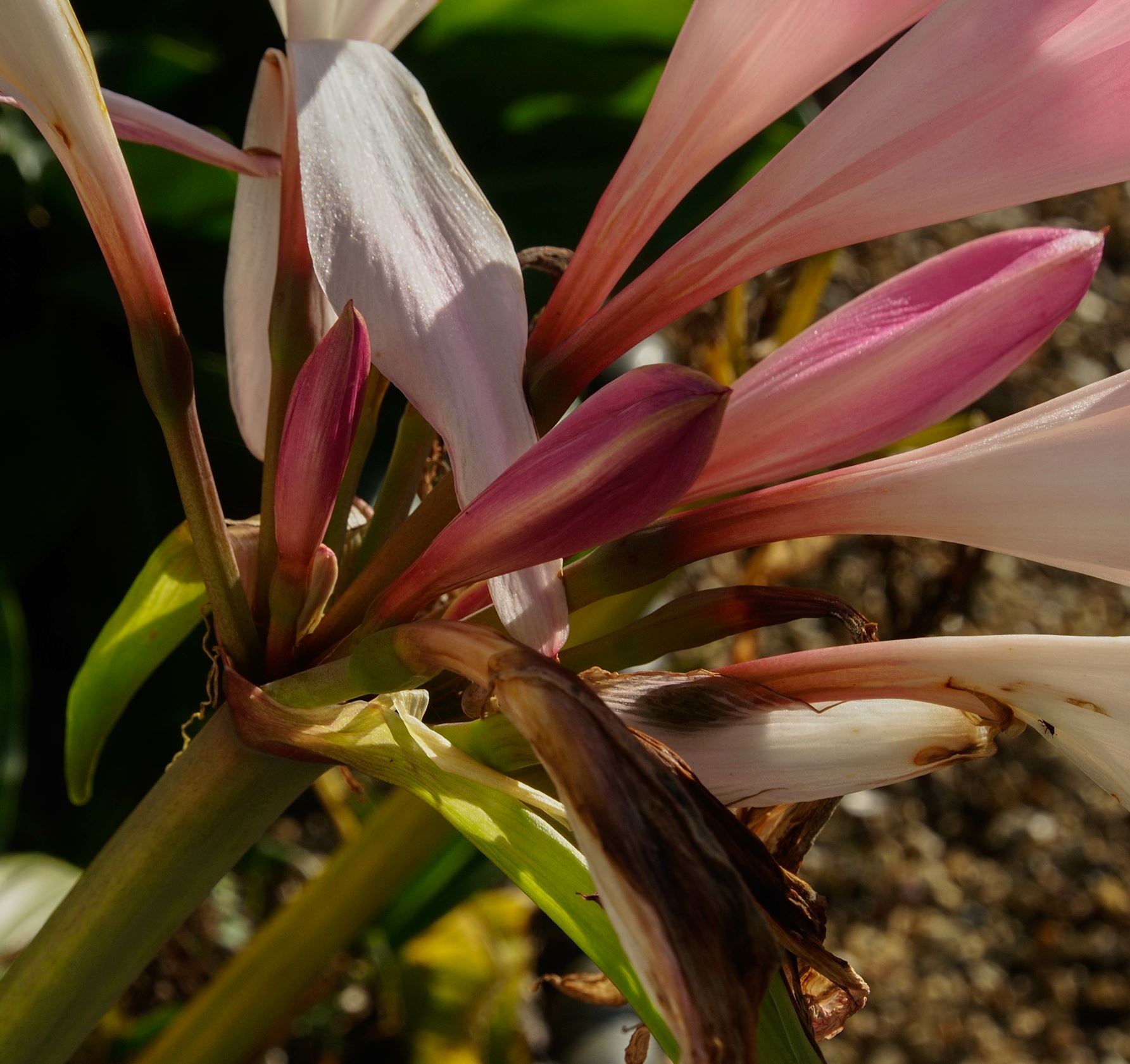 Image of Ã— Amarcrinum memoria-corsii 'Howardii'