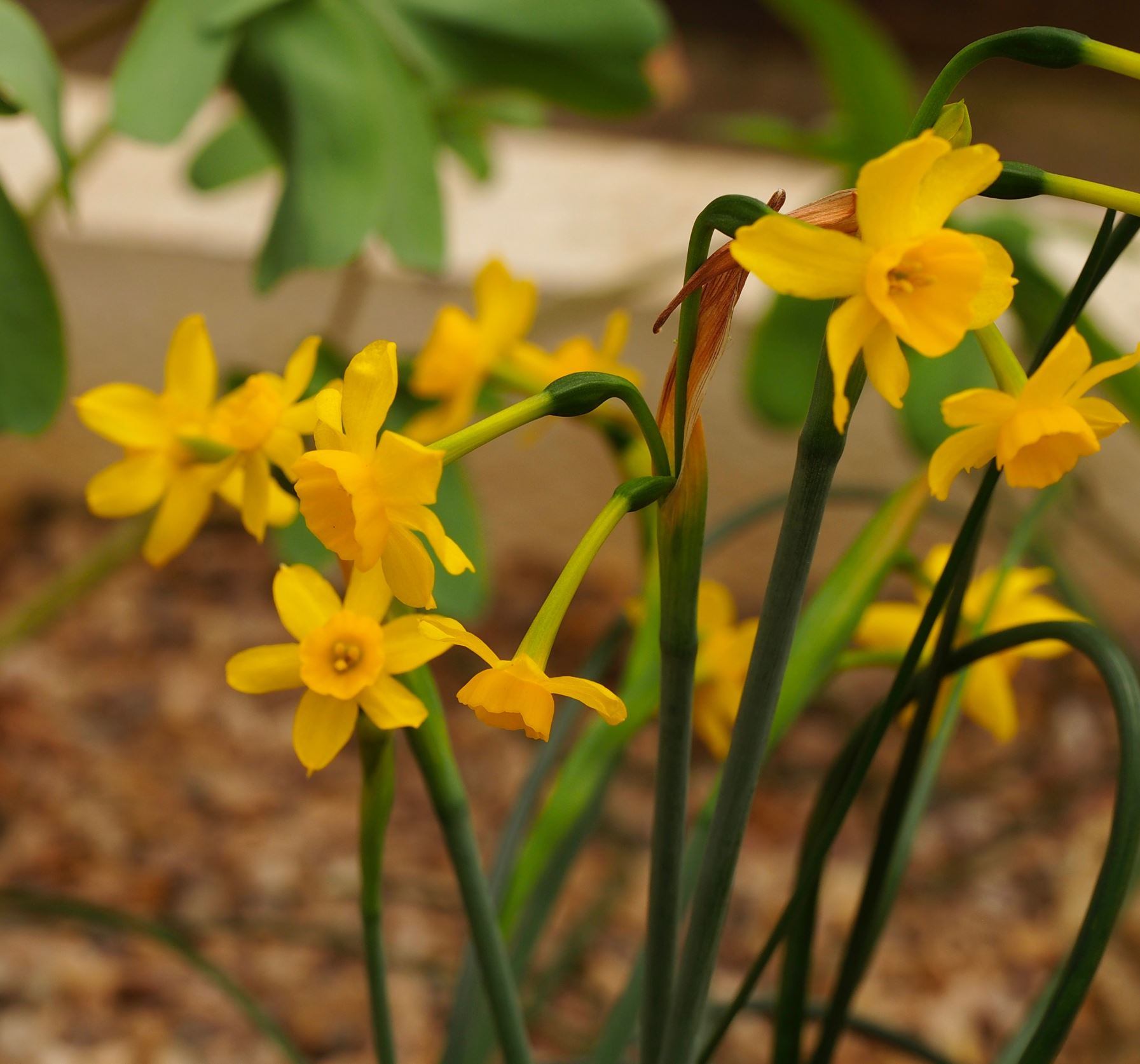 Image of Narcissus fernandesii
