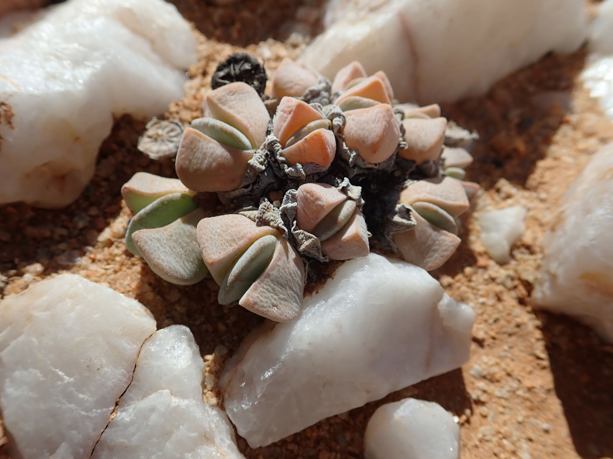Image of Cheiridopsis herrei
