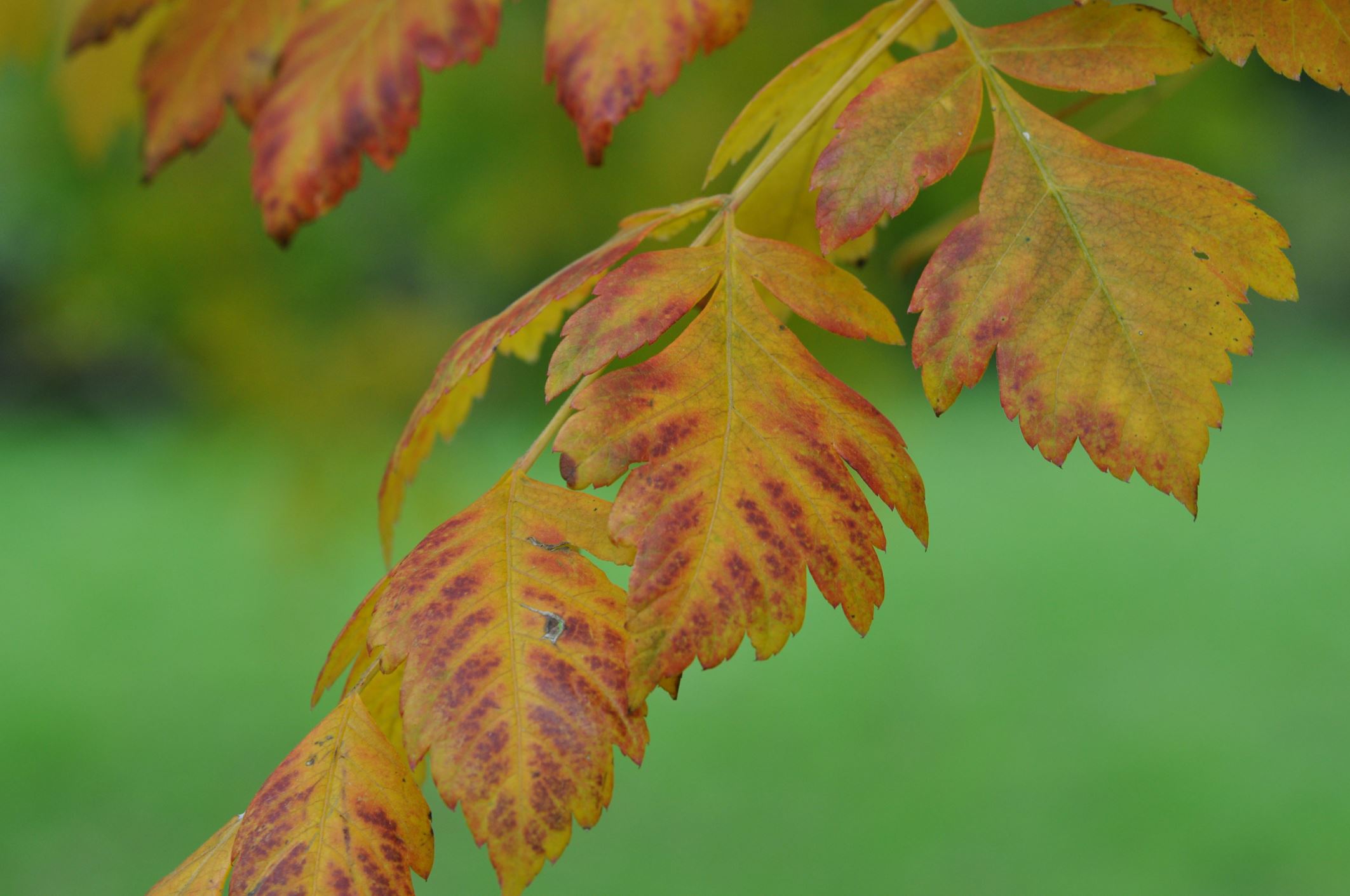 Image of Koelreuteria paniculata