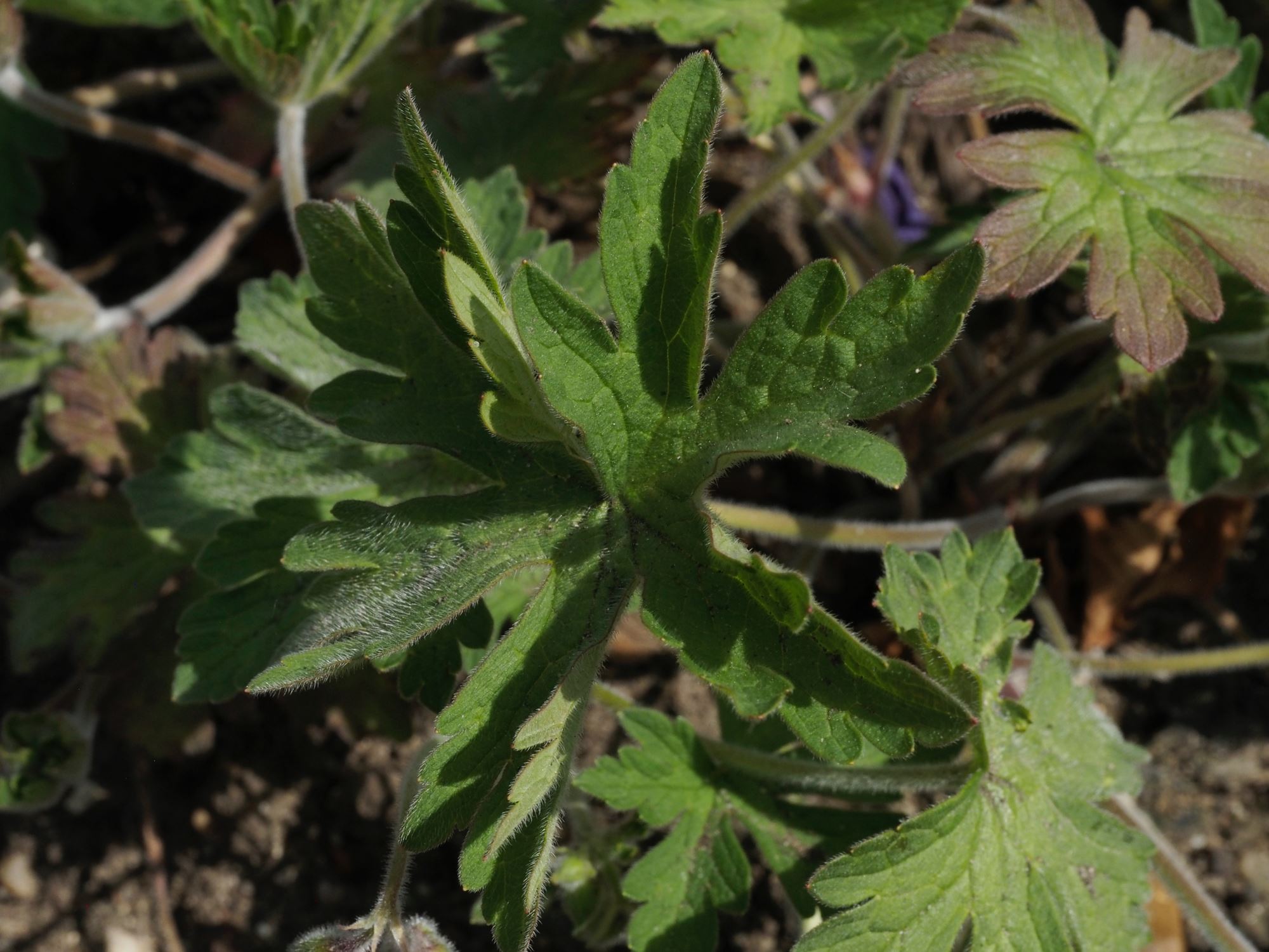 Image of Geranium pratense var. stewartianum 'Raina'