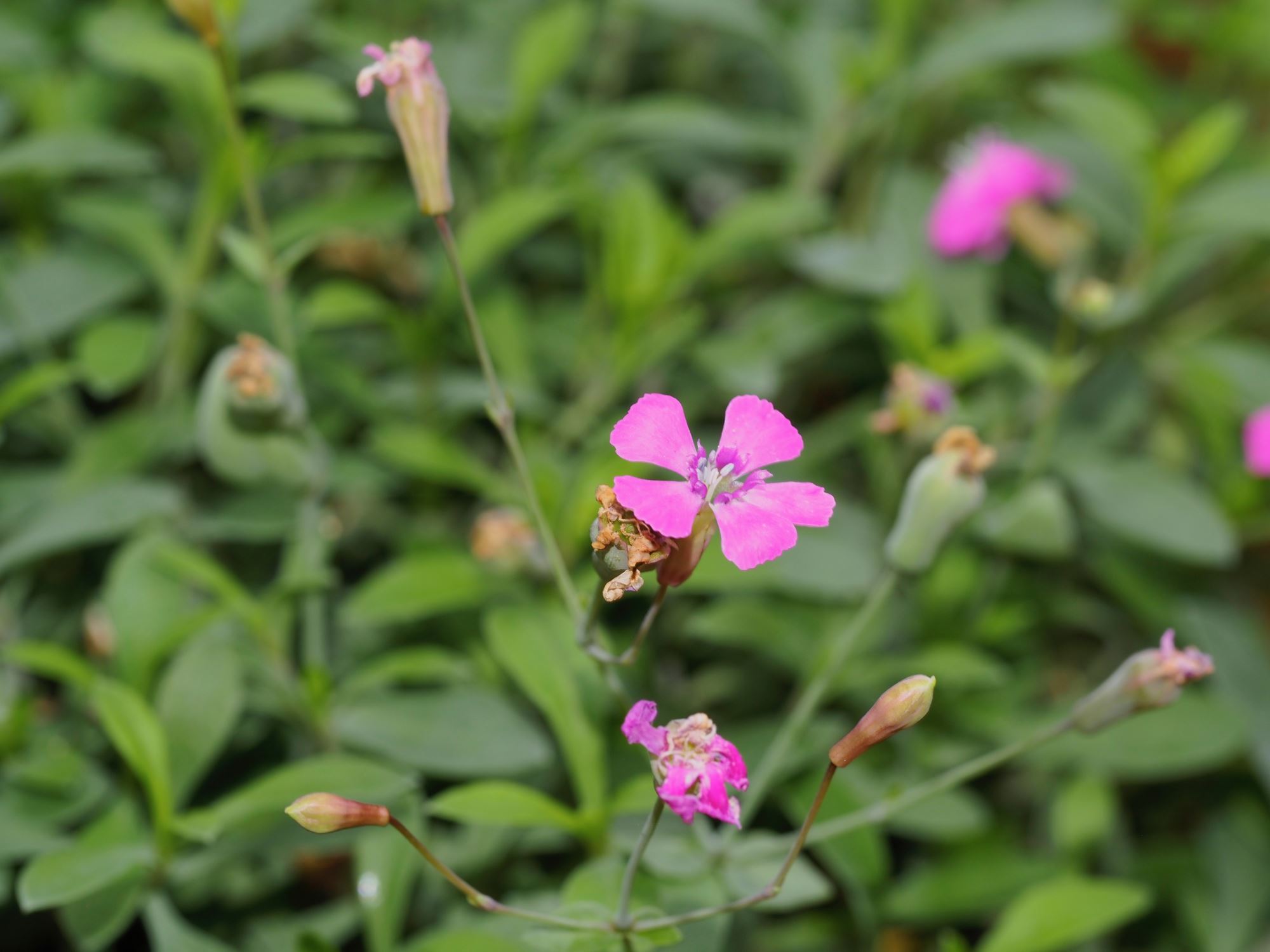 Image of Petrocoptis glaucifolia