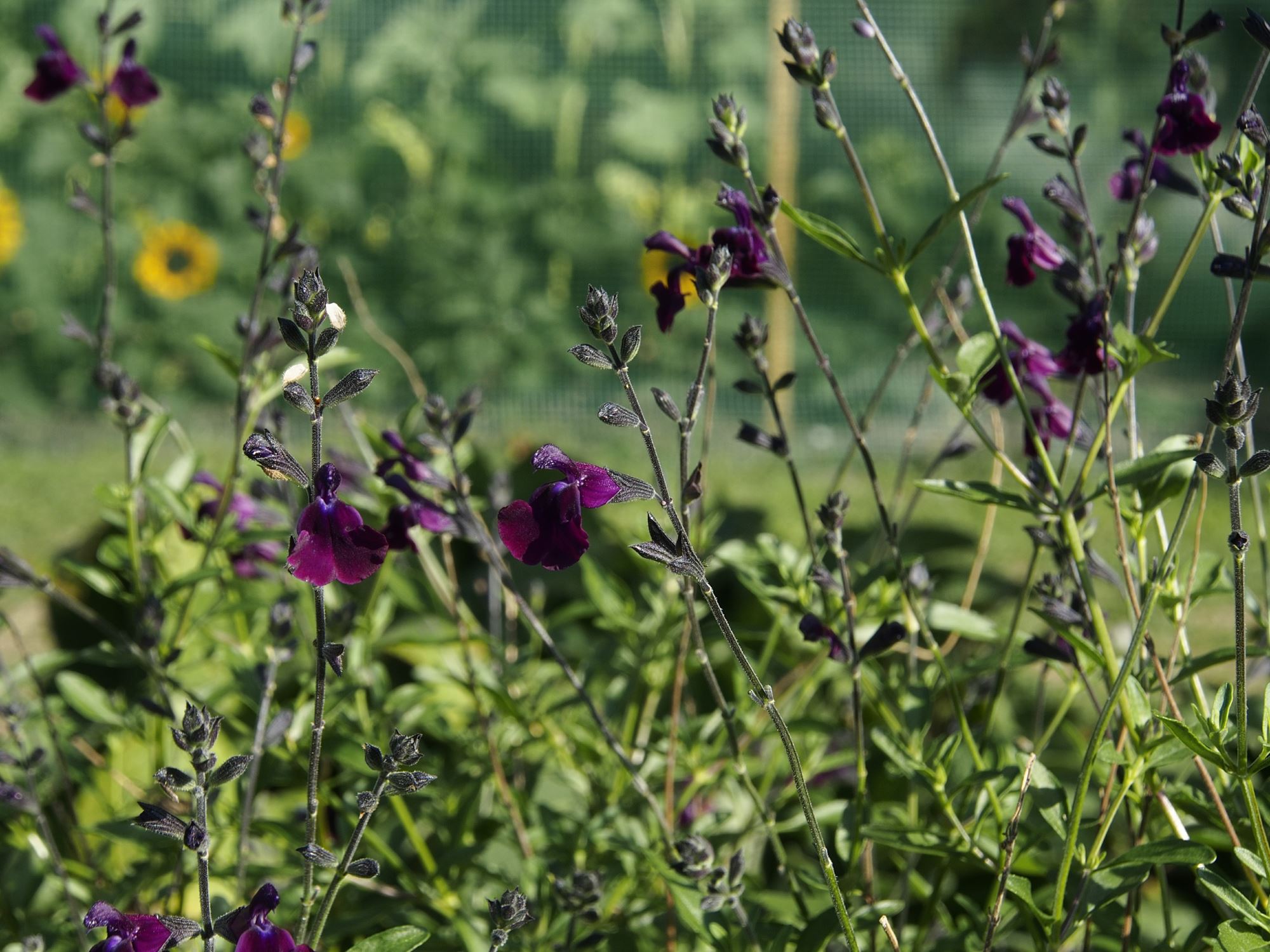 Image of Salvia 'Nachtvlinder'