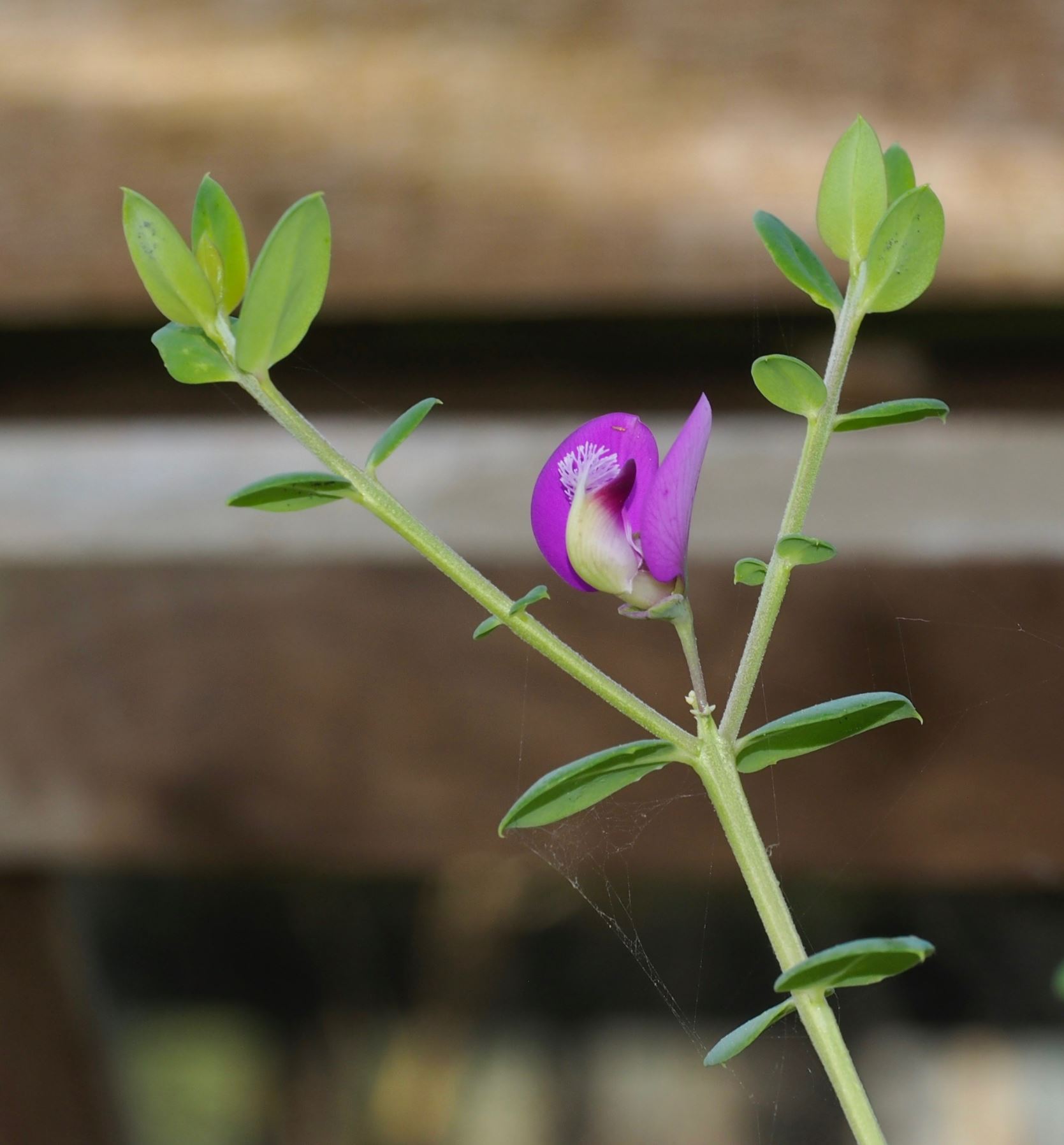 Image of Polygala fruticosa