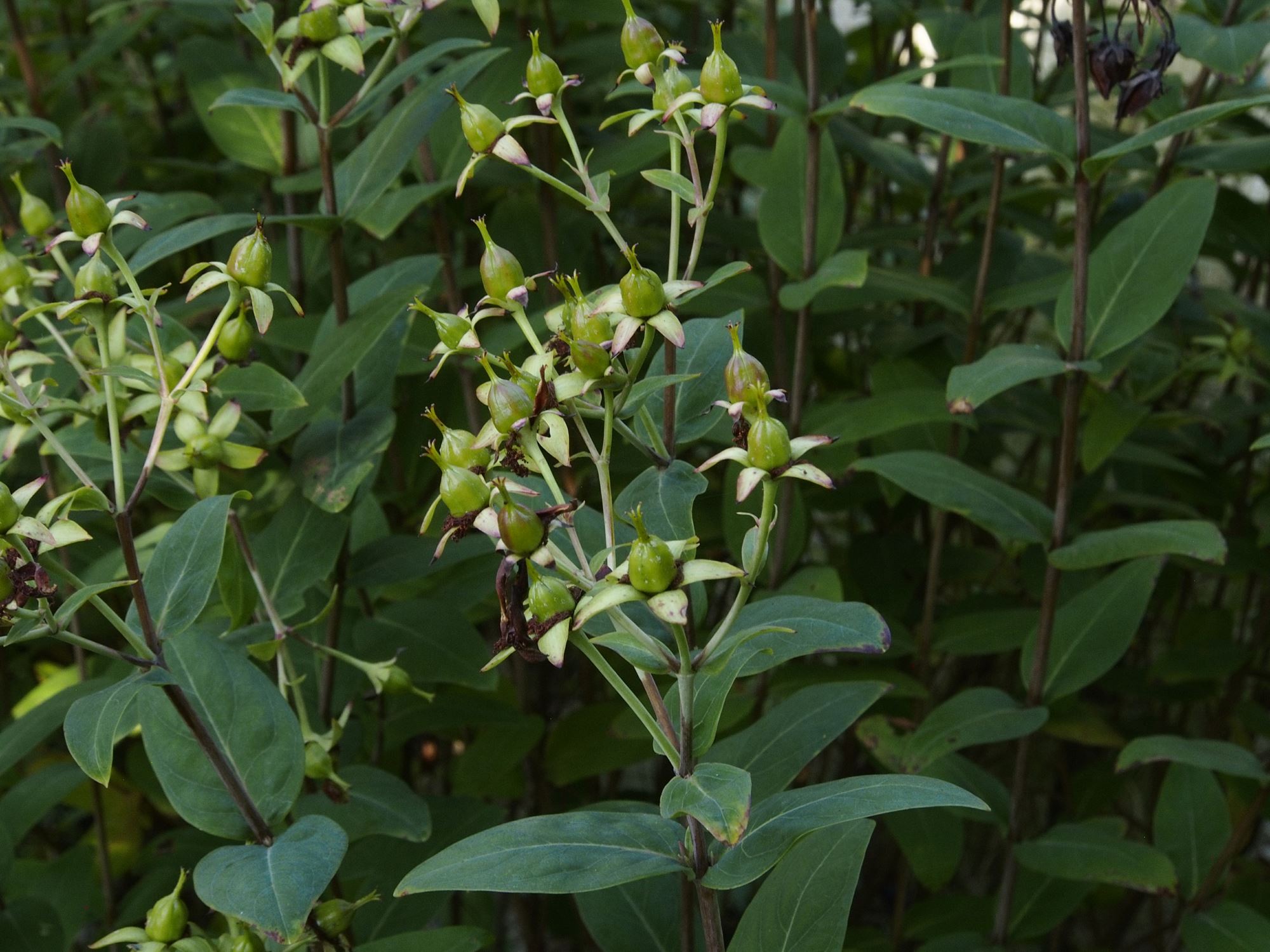Image of Hypericum lancasteri