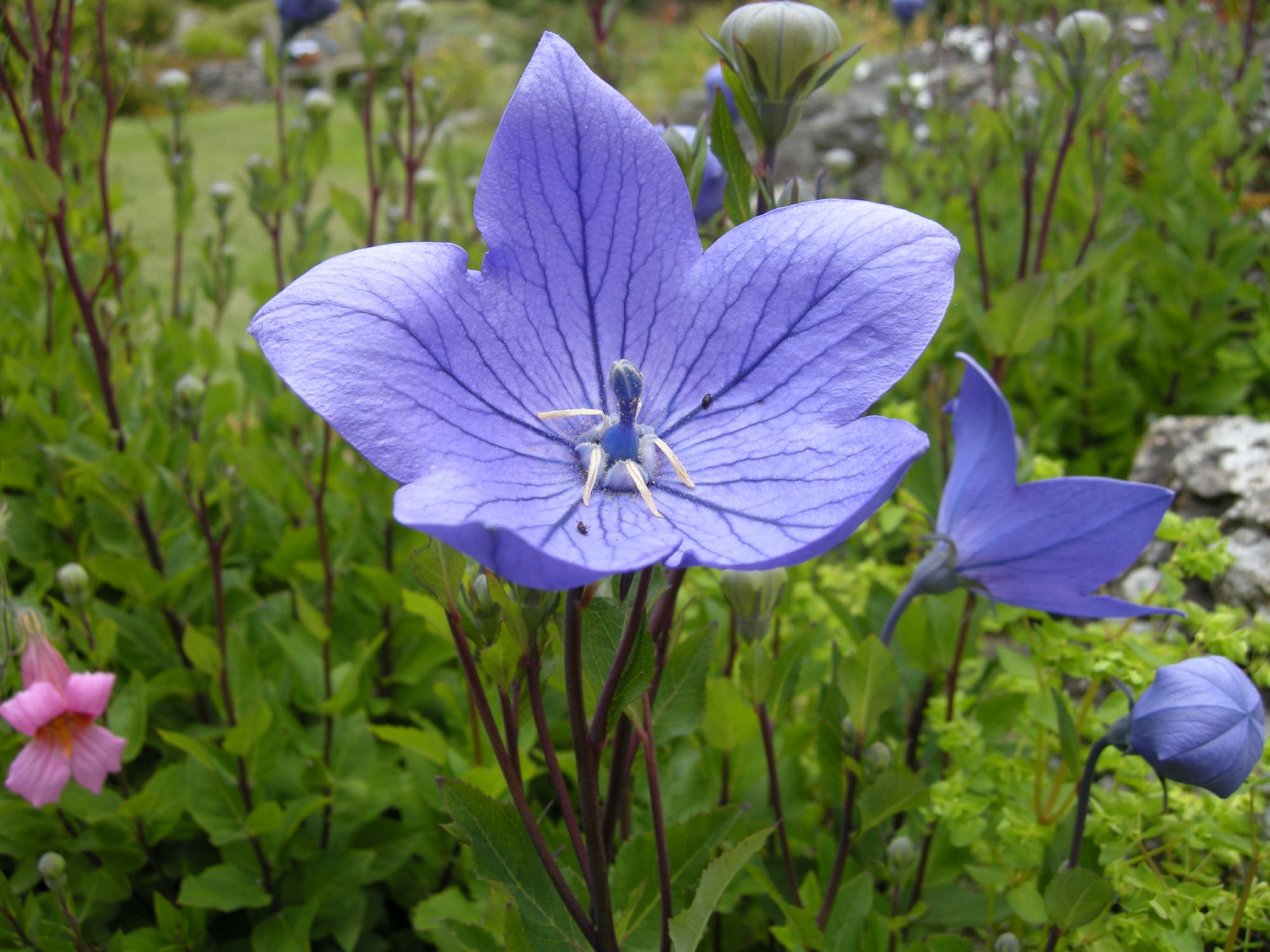 Image of Platycodon grandiflorus