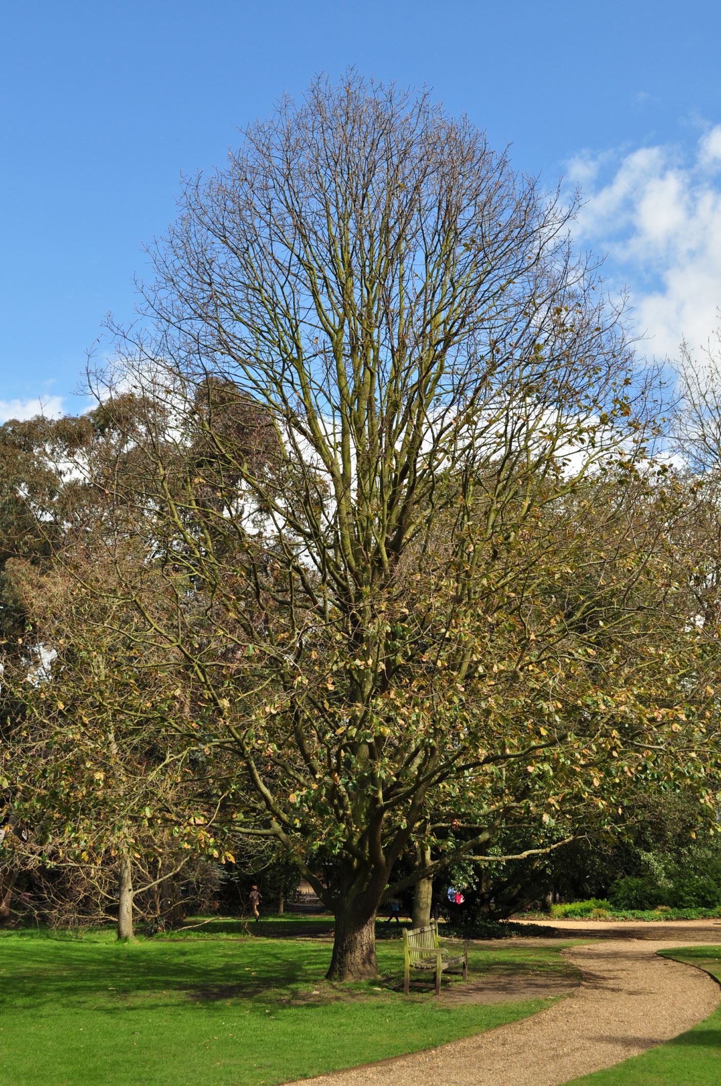 Image of Quercus canariensis