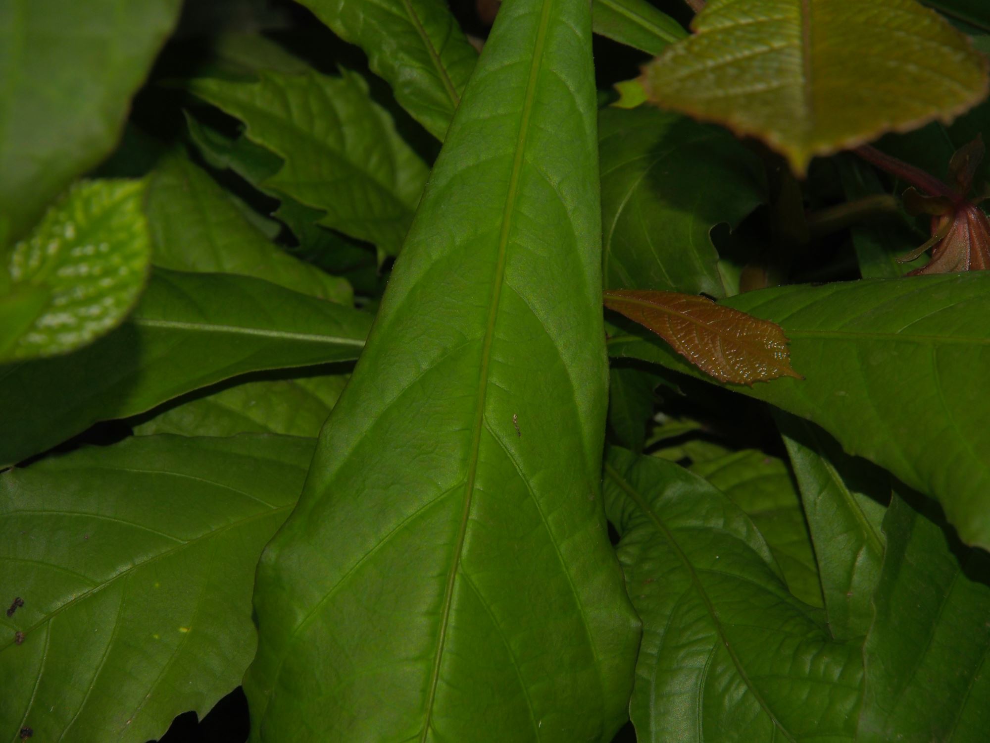 Image of Dalechampia spathulata