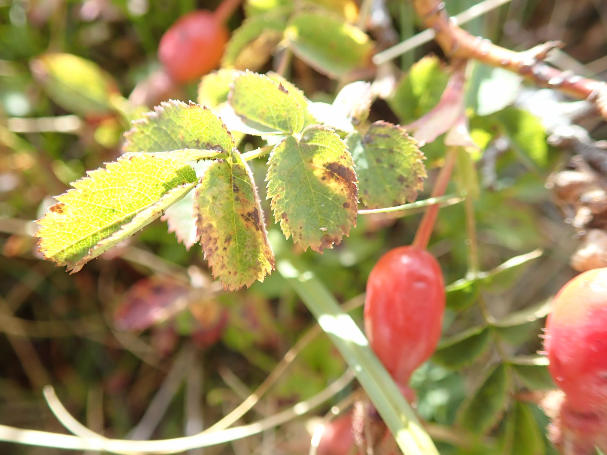 Image of Rosa pendulina