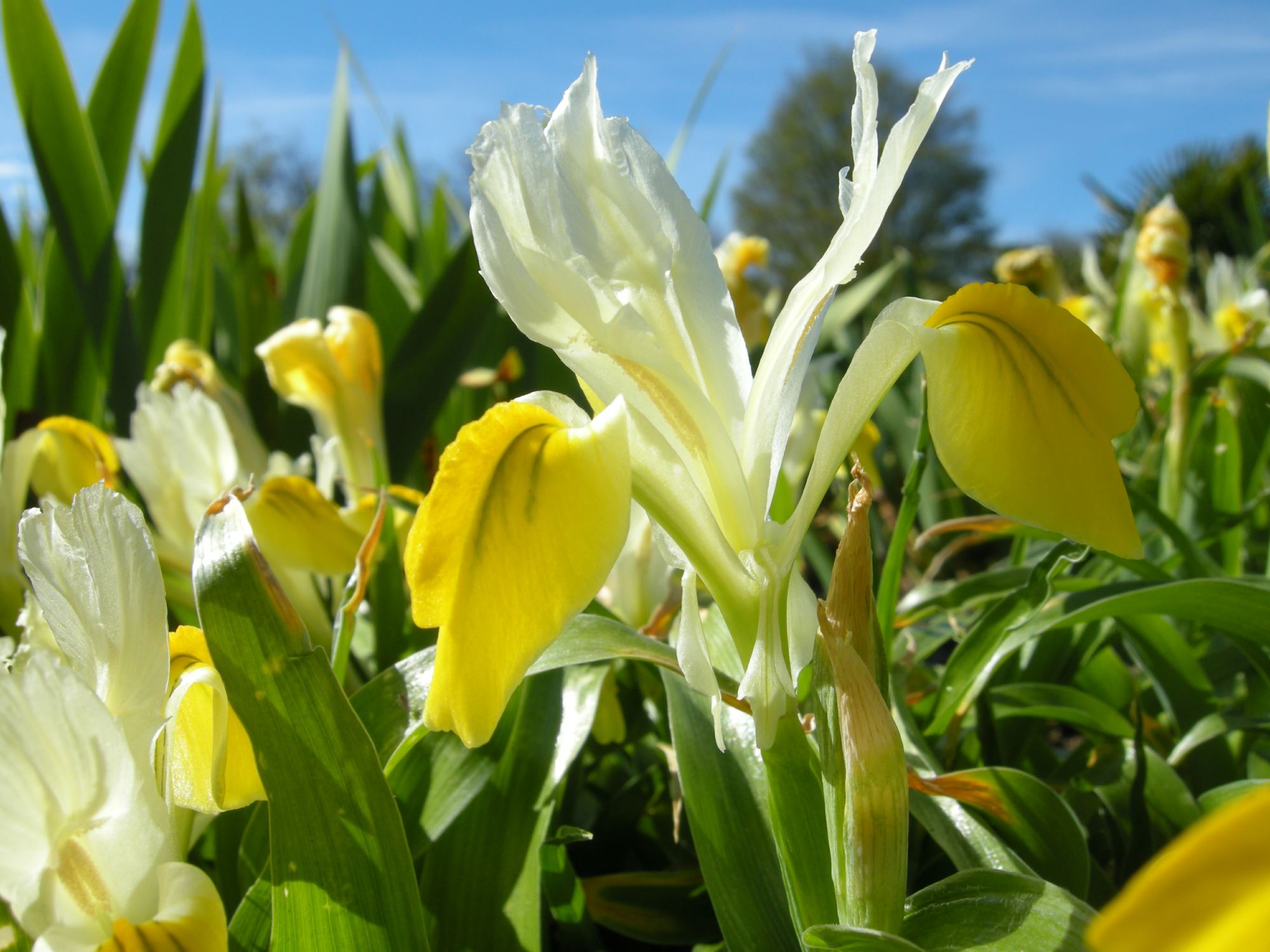 Image of Iris bucharica
