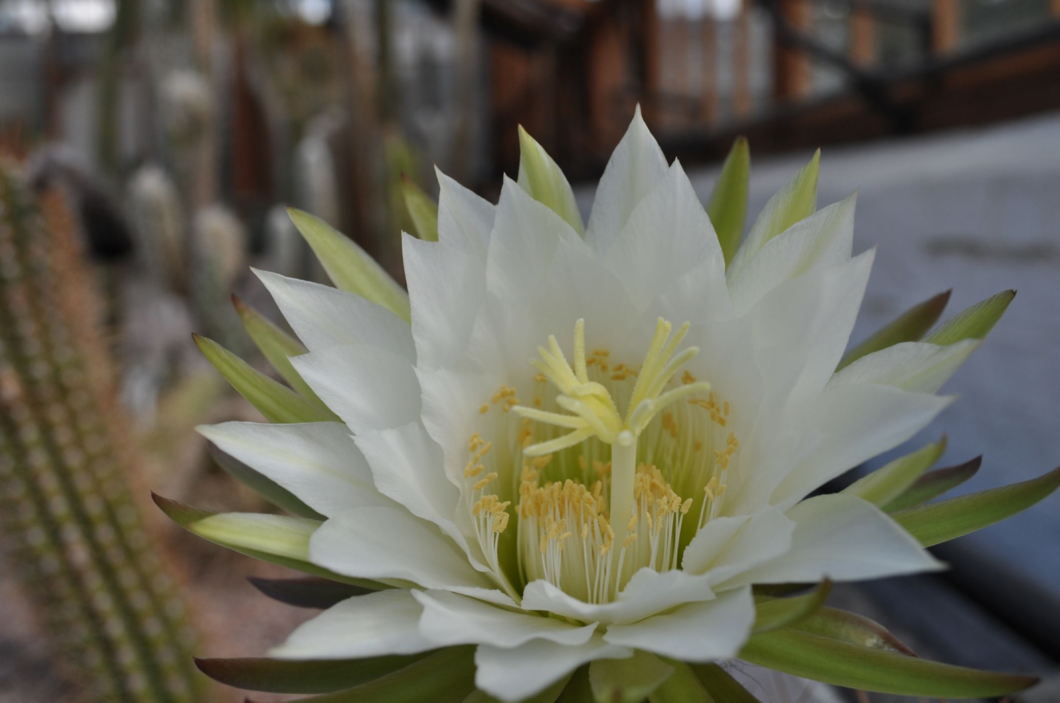 Image of Echinopsis atacamensis subsp. pasacana