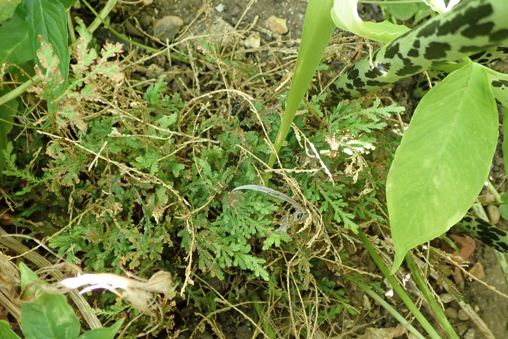 Image of Selaginella moellendorffii
