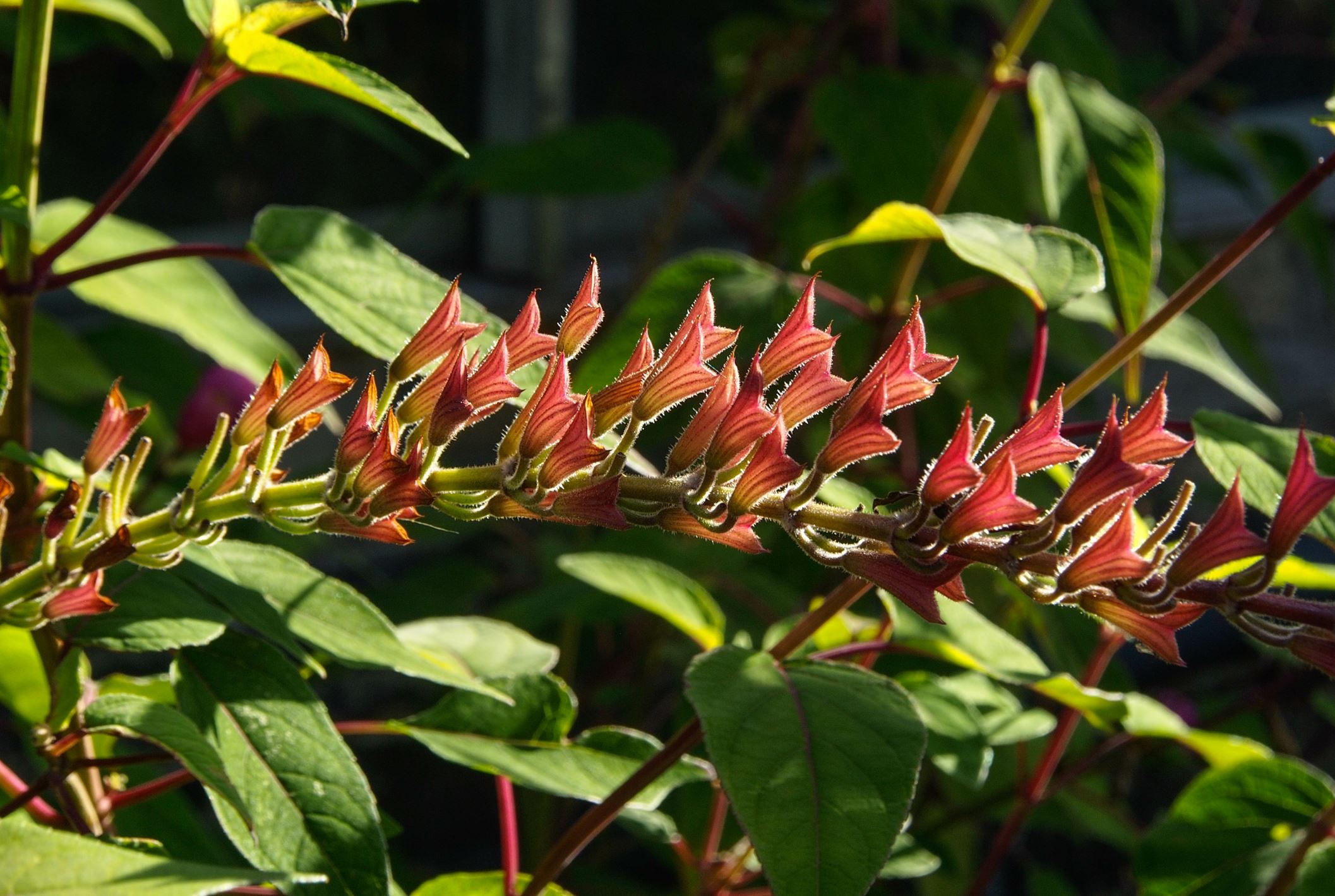Image of Salvia involucrata 'Bethellii'
