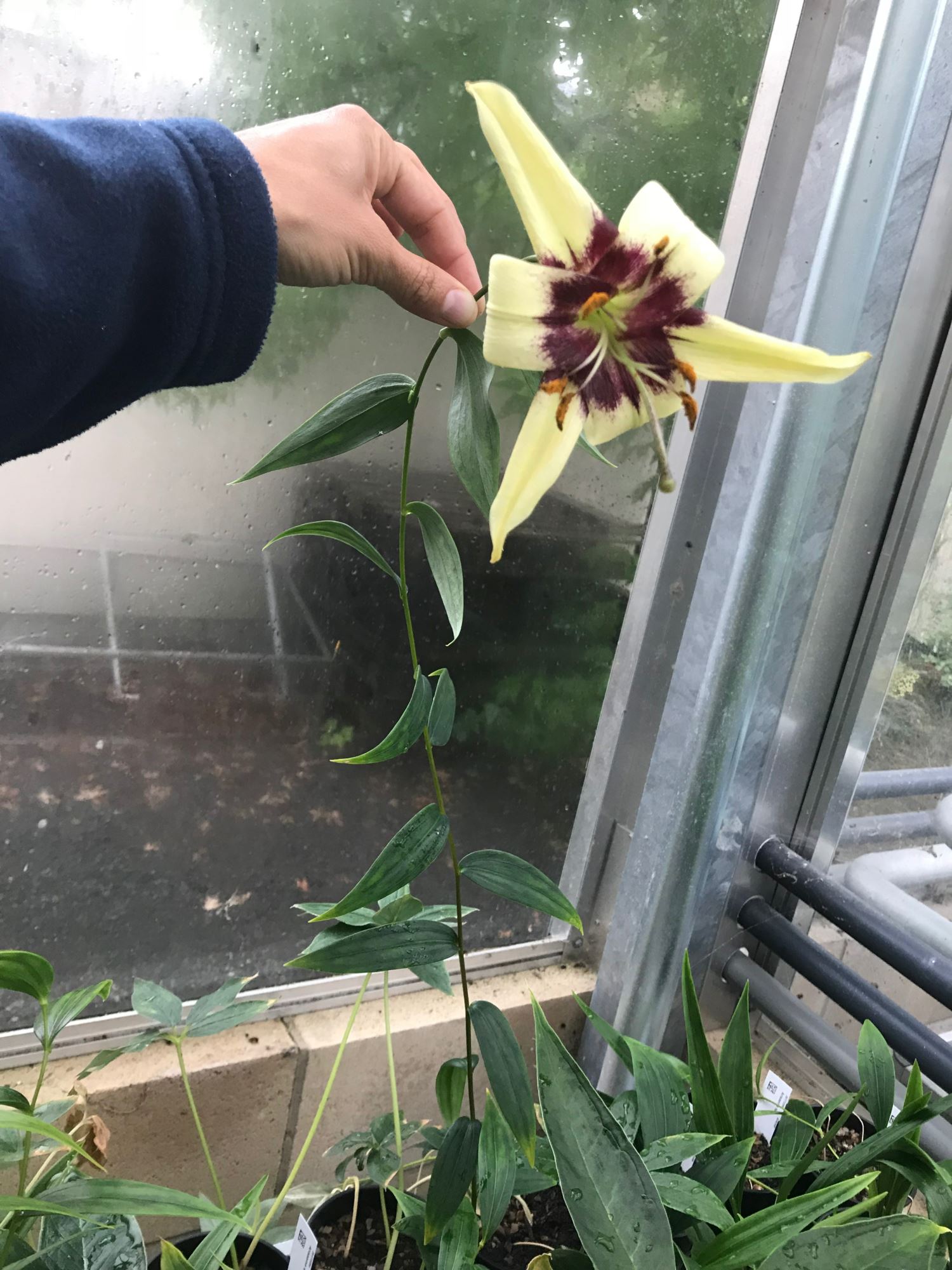 Image of Lilium poilanei