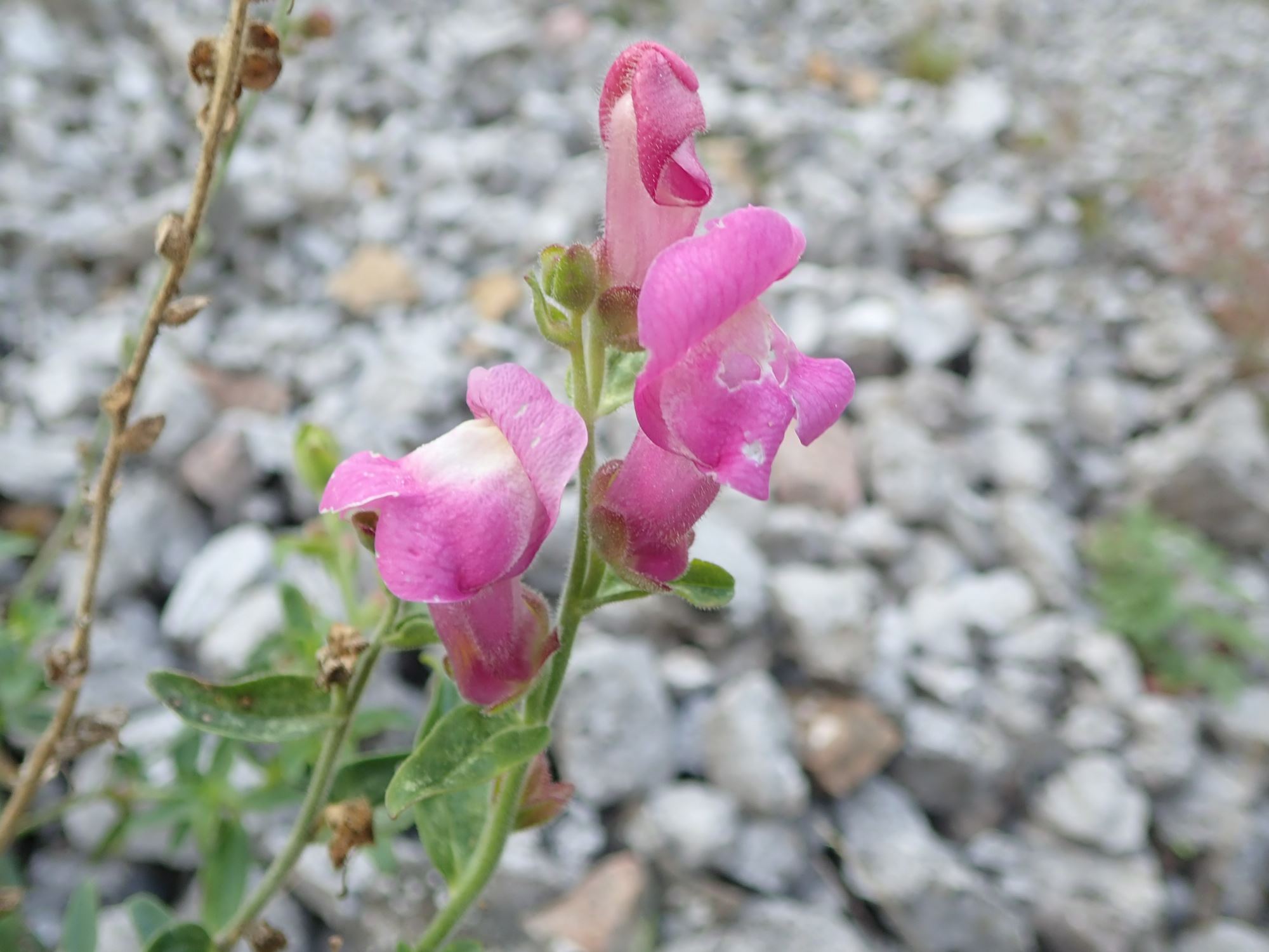 Image of Antirrhinum majus
