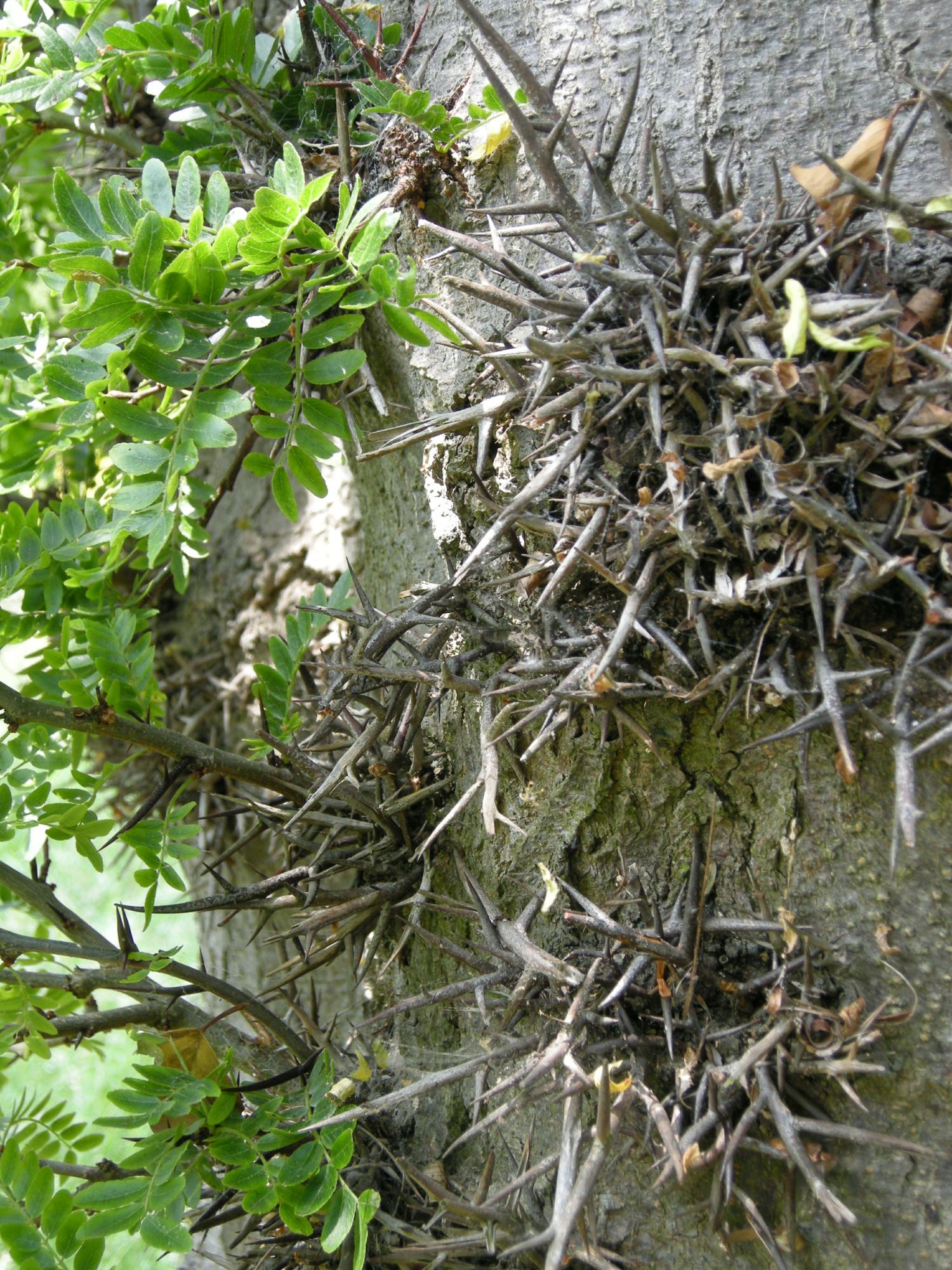 Image of Gleditsia sinensis