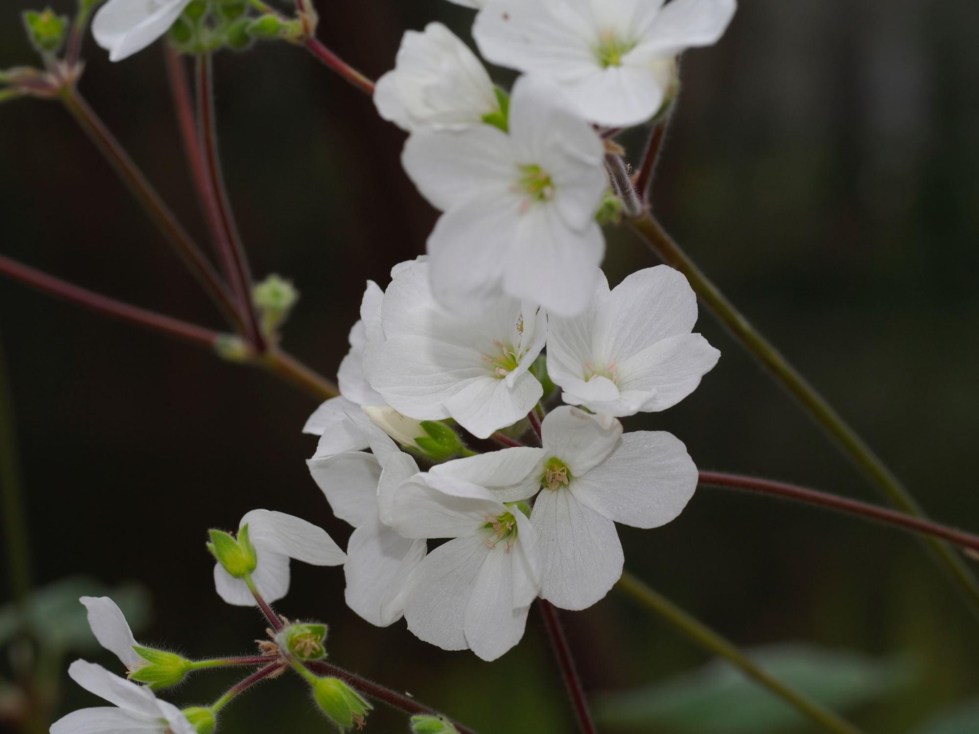 Image of Pelargonium cotyledonis 'Ventnor'