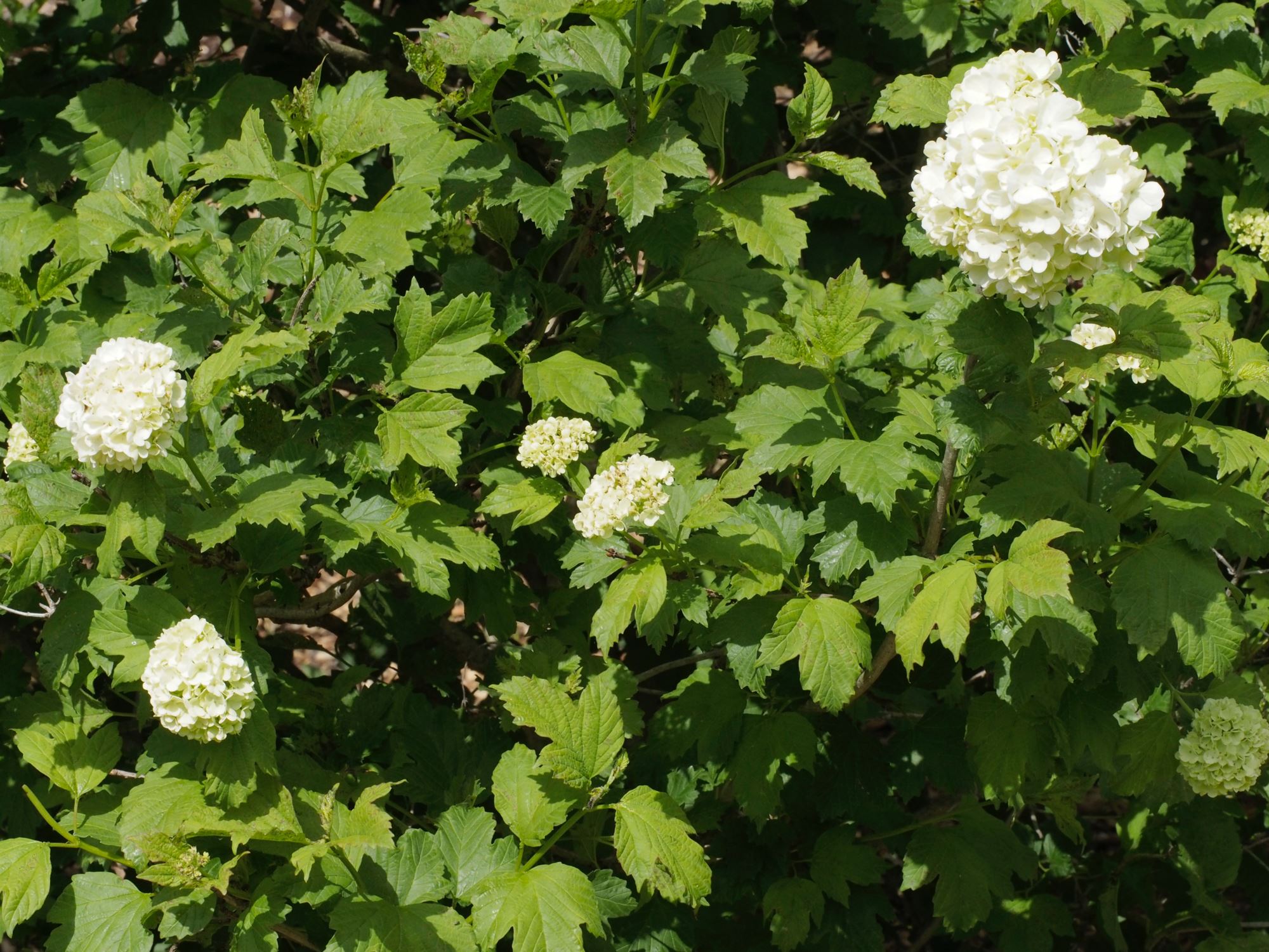 Image of Viburnum opulus 'Roseum'
