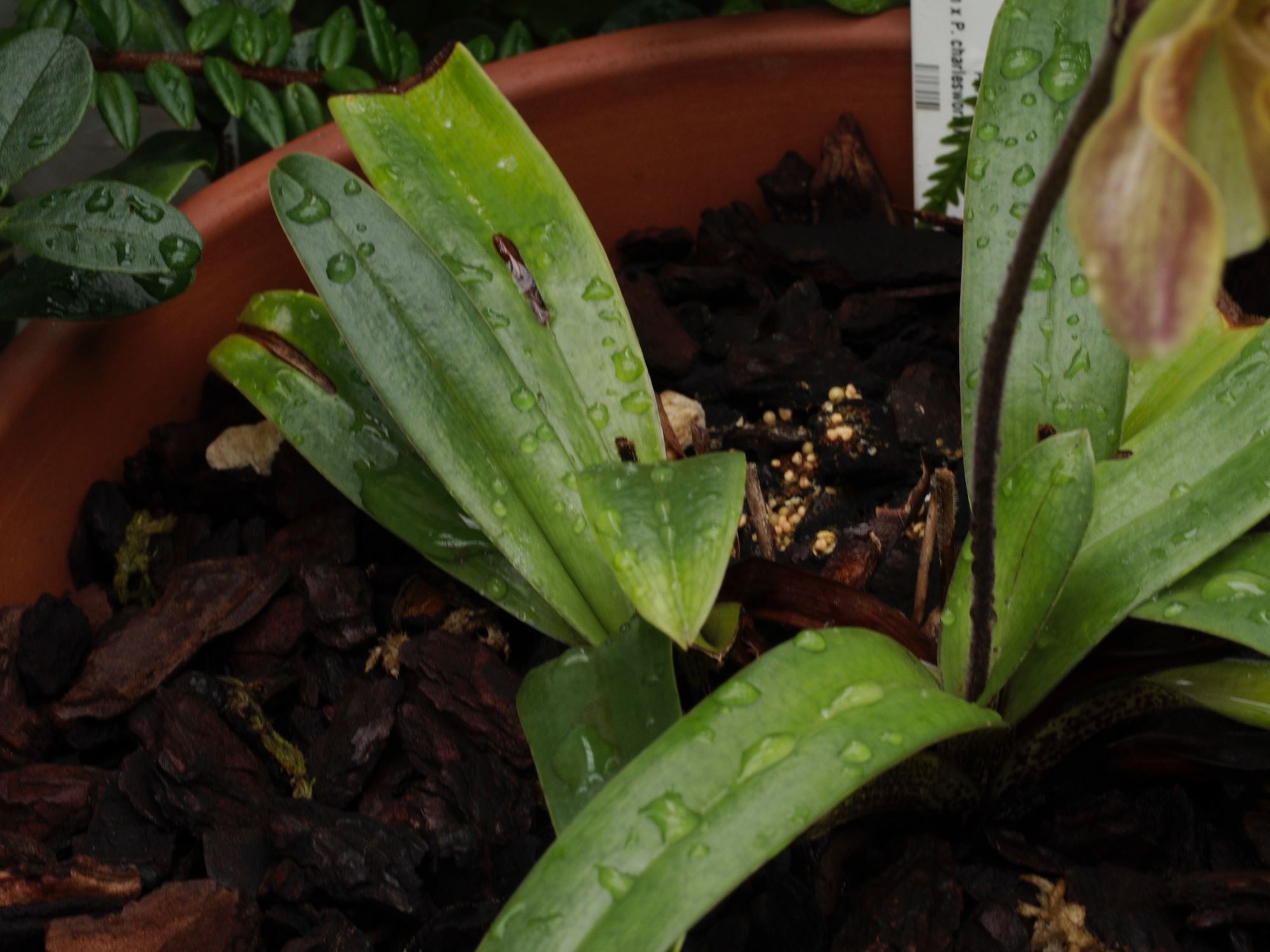 Image of Paphiopedilum gratrixianum Ã— P. charlesworthii