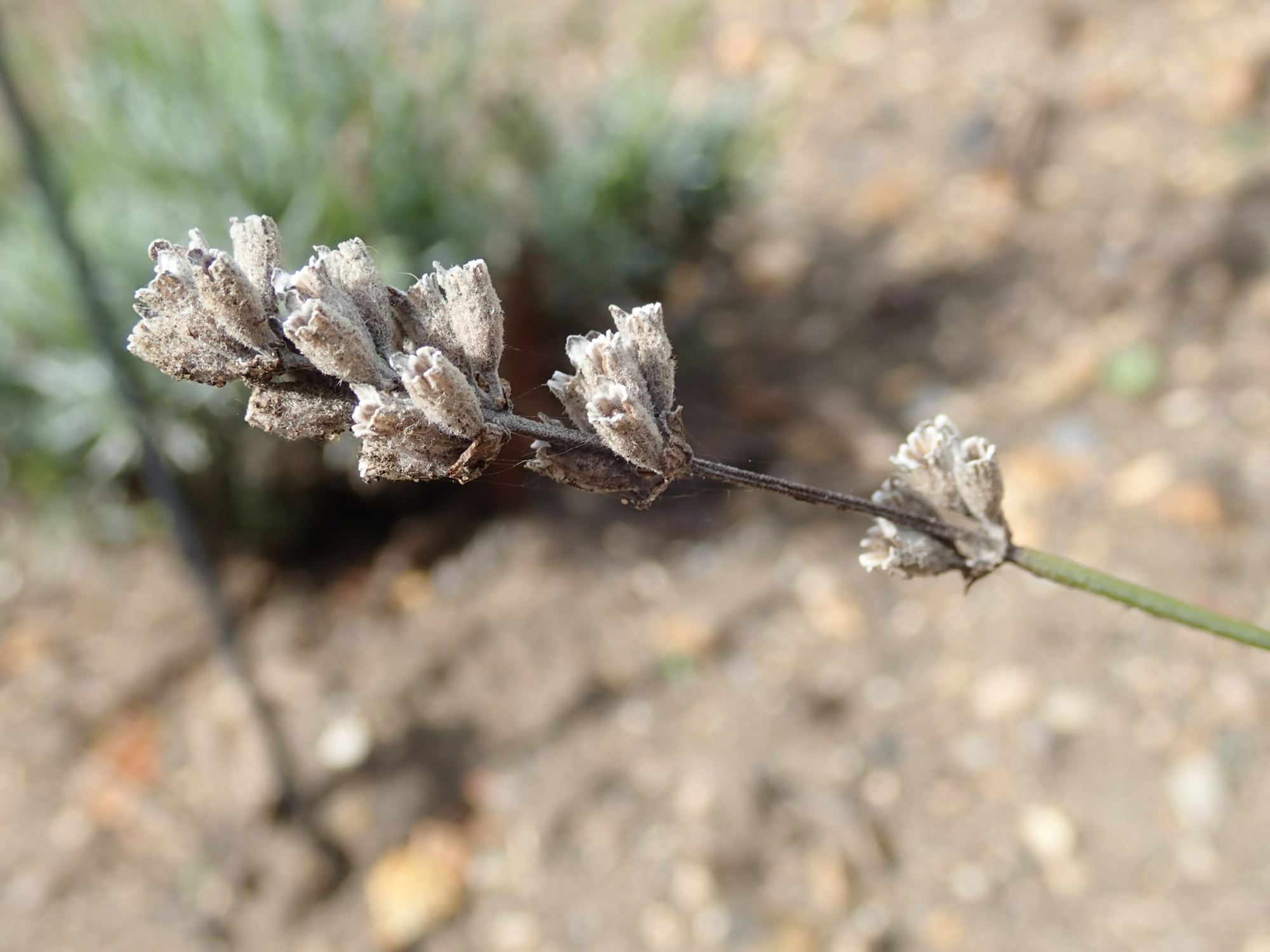 Image of Lavandula angustifolia subsp. angustifolia 'Folgate'
