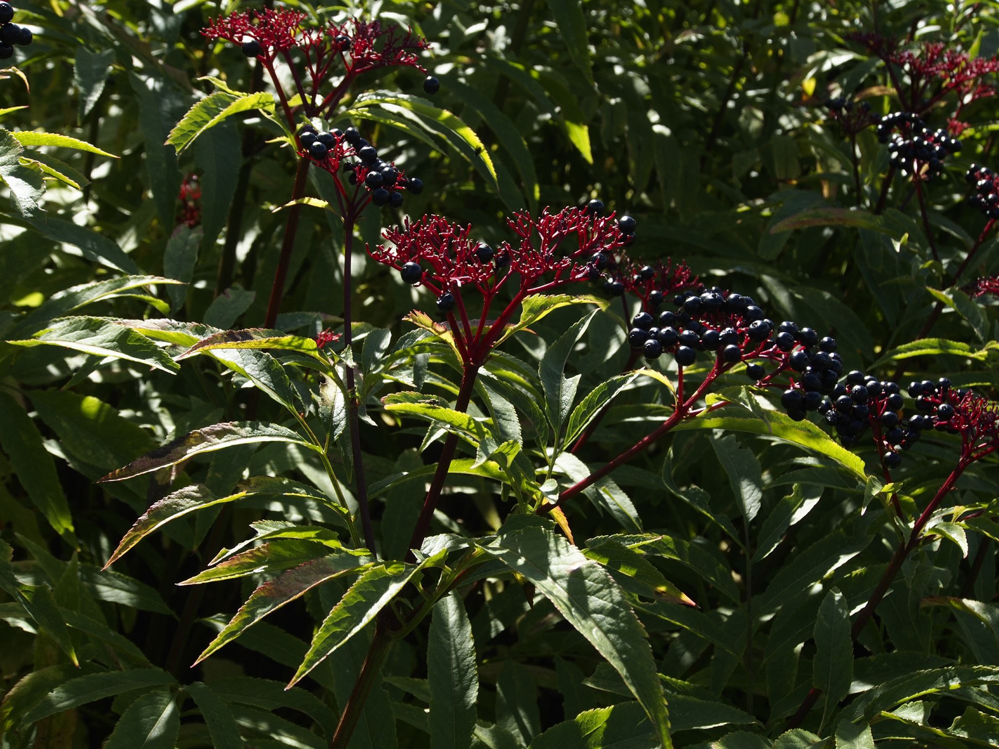Image of Sambucus ebulus