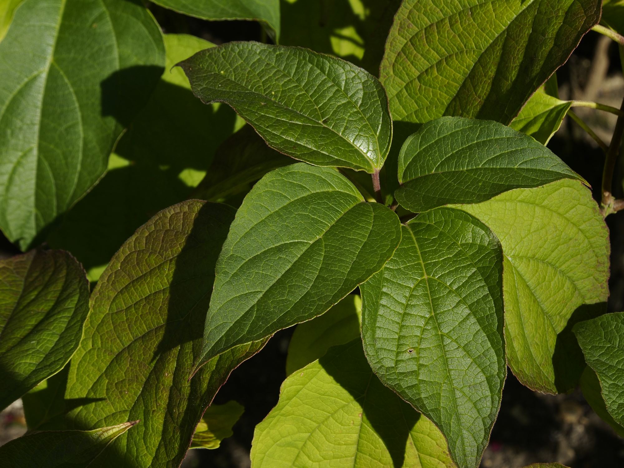 Image of Clerodendrum trichotomum
