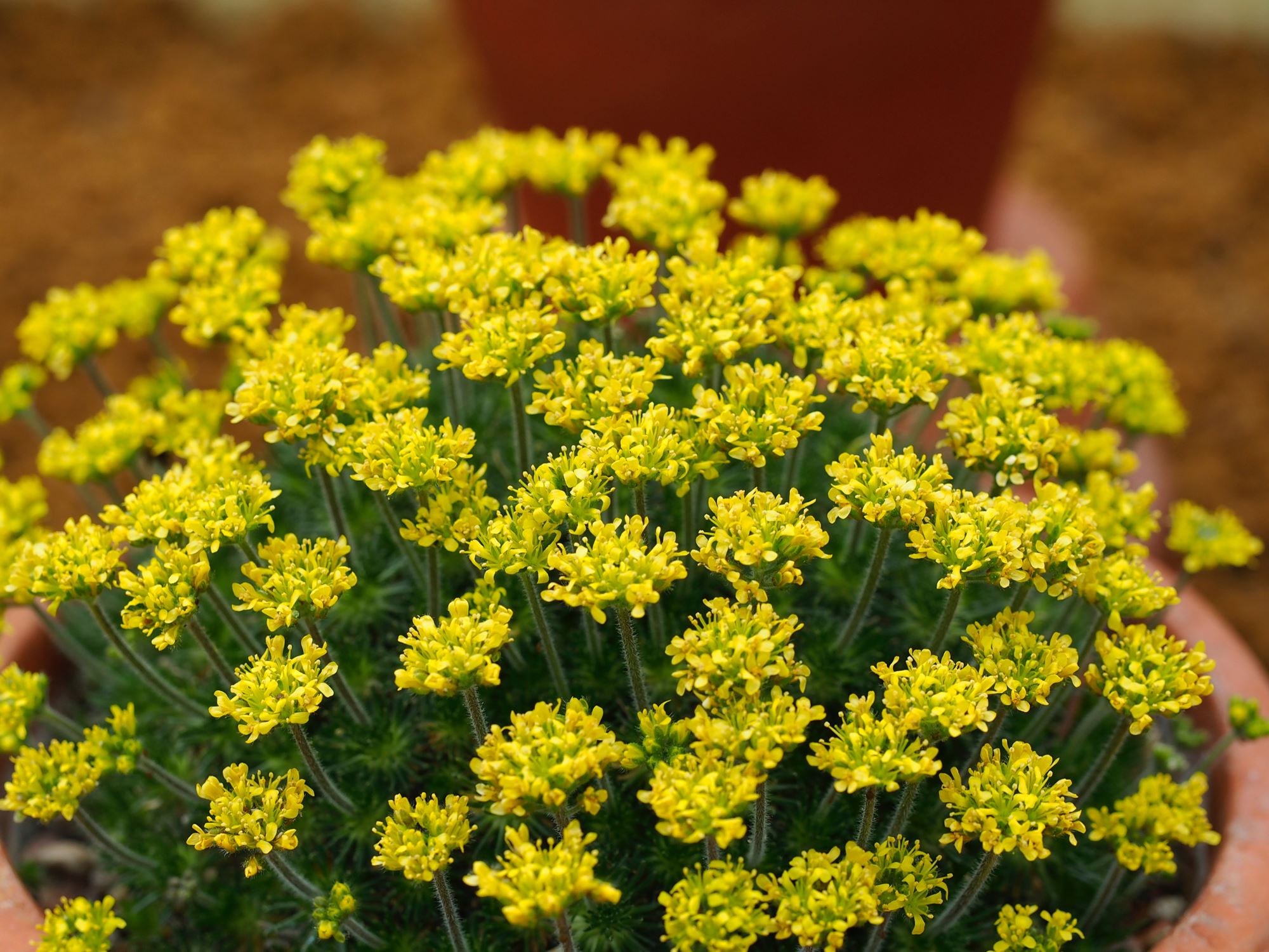 Image of Draba cretica