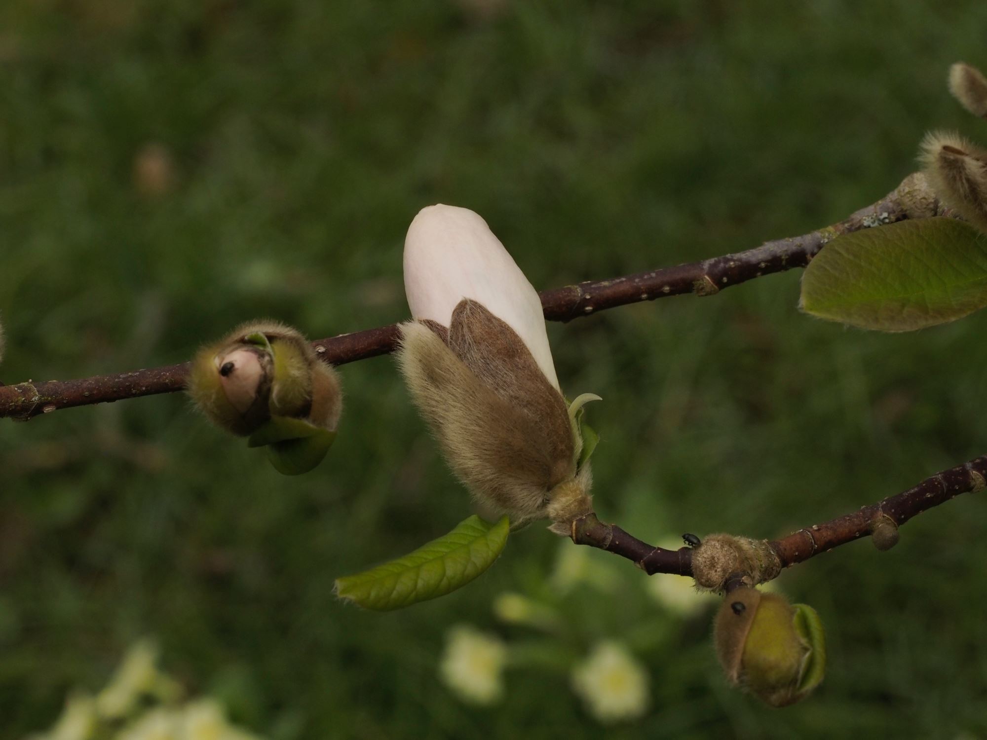 Image of Magnolia Ã— loebneri 'Merrill'