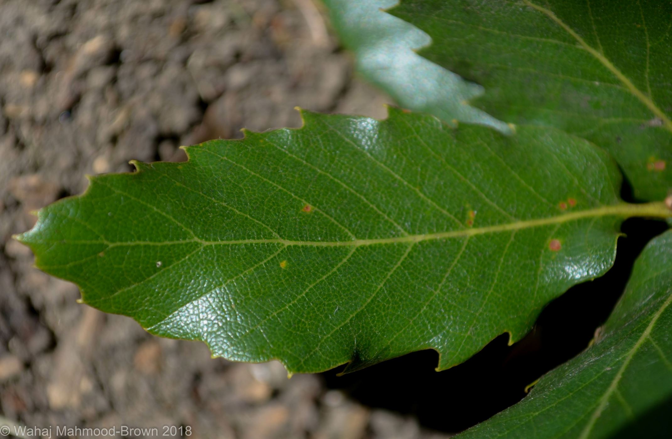 Image of Quercus trojana