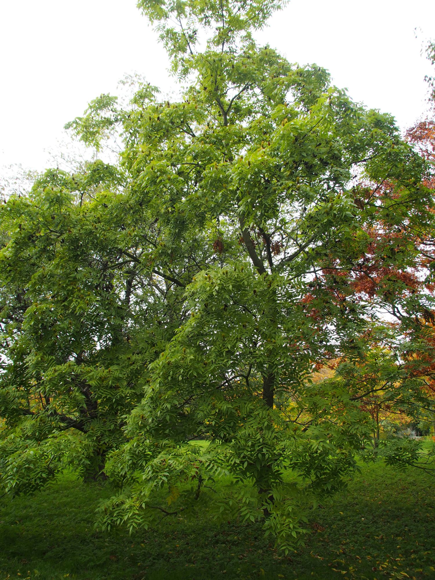 Image of Platycarya strobilacea